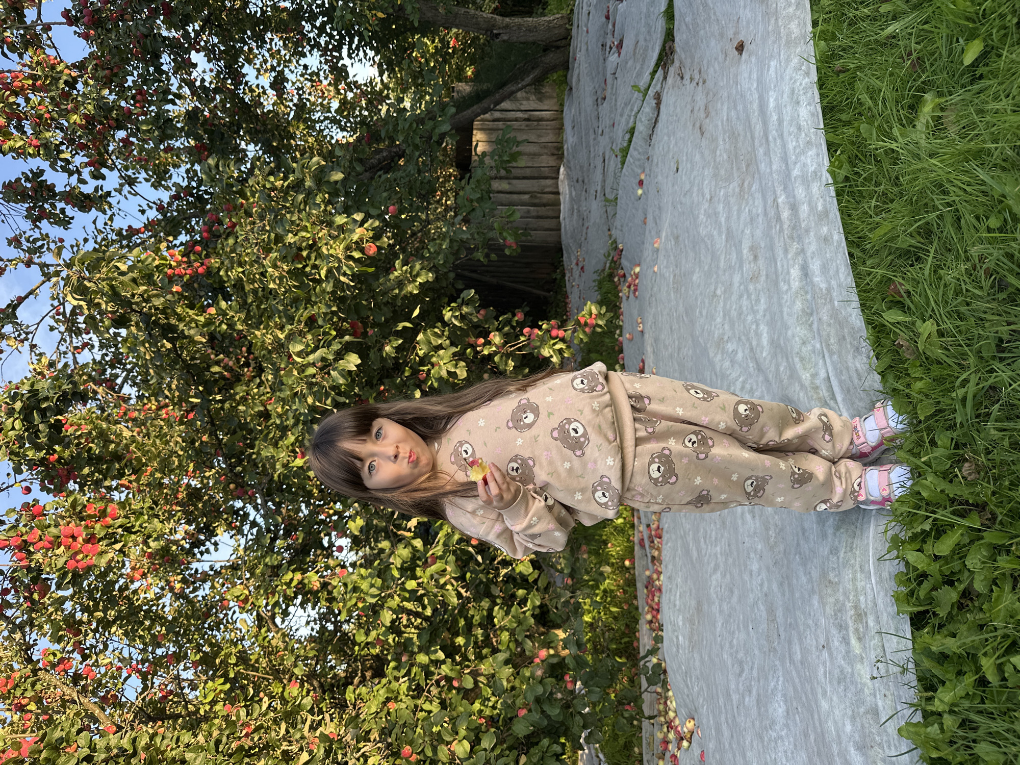 In the city of Perm, Russia, a young girl stands in an apple orchard. She is wearing a beige sweatshirt and pants with a pattern of teddy bears and flowers, and pink and white sandals. The girl is holding a piece of apple in her hand and has a playful expression on her face. Behind her, apple trees are laden with red apples, and many fallen apples are scattered on the ground, some of which are covered by a white tarp. A wooden fence can be seen in the background. The scene is bathed in the warm light of what appears to be late afternoon or early evening.