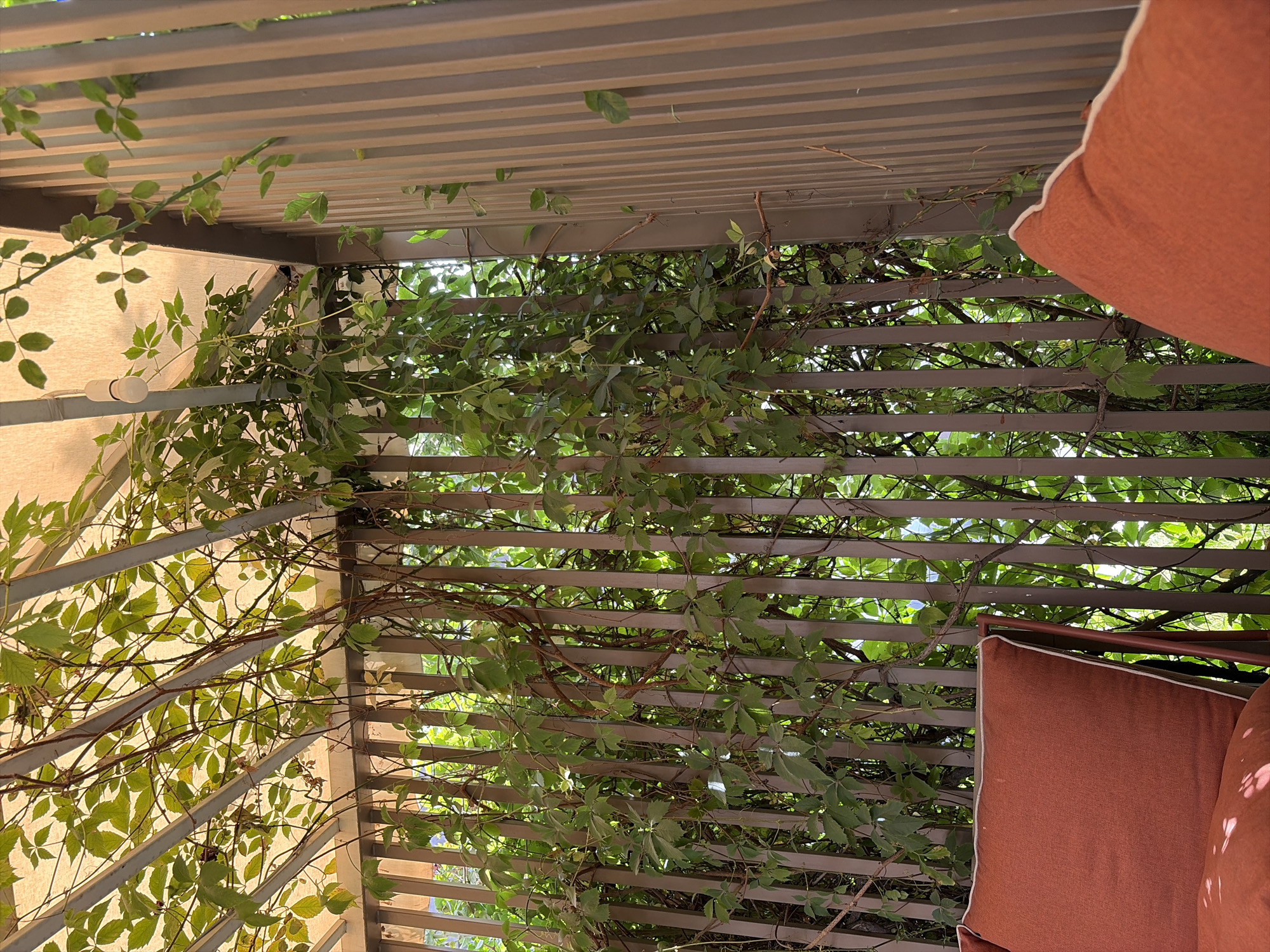 The image depicts an outdoor seating area, likely a patio or balcony, characterized by lush green foliage and rustic architectural elements. A light-colored awning stretches overhead, supported by a metal frame entwined with climbing vines. These vines, laden with green leaves, cascade down, partially obscuring a vertical slatted wooden fence. In the foreground, an orange cushion, possibly from a chair or sofa, is visible, hinting at a comfortable seating arrangement. The overall impression is one of a tranquil, naturalistic setting integrated with an outdoor living space. The image was taken in Bishkek City, Kyrgyzstan.