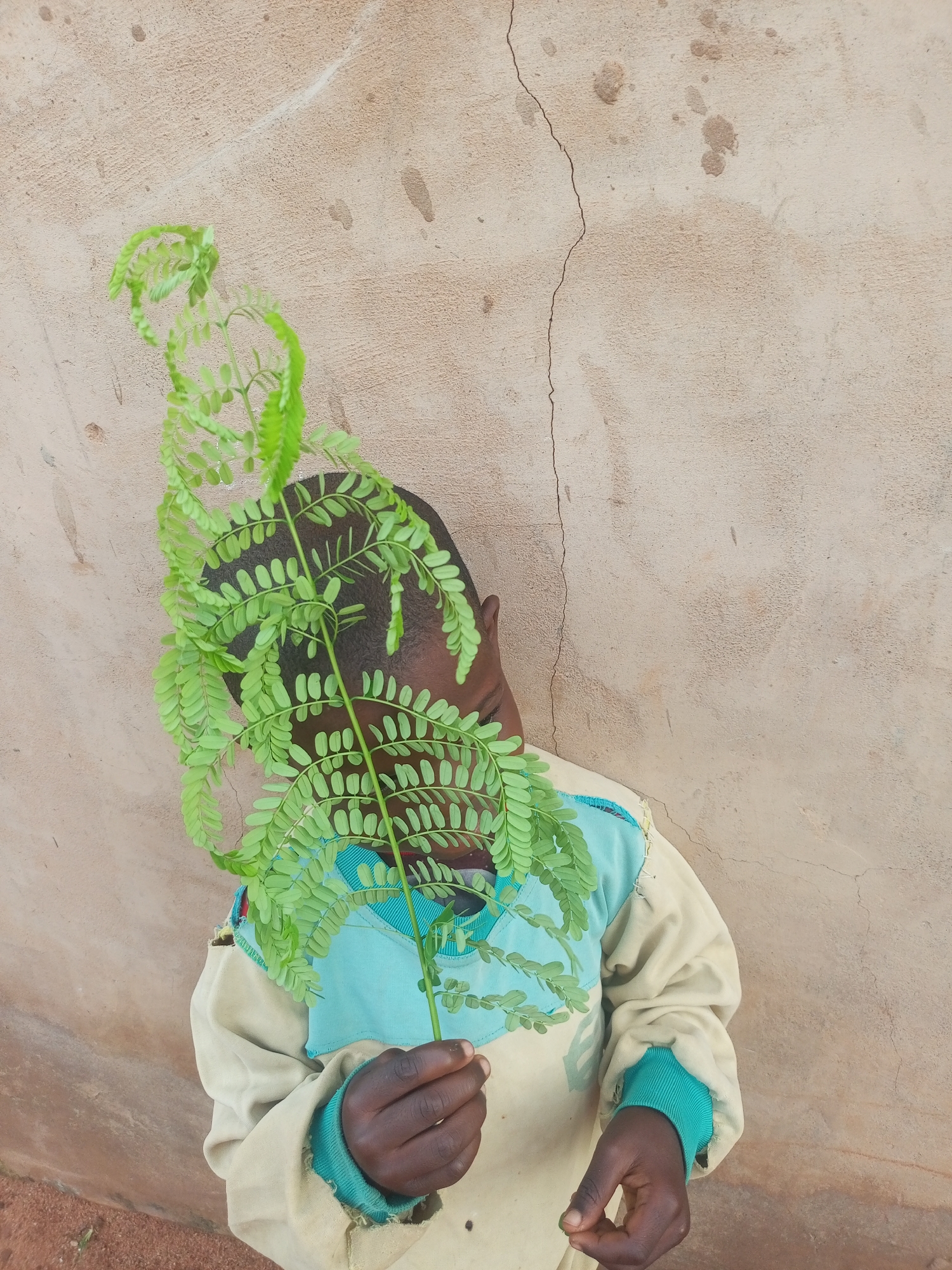A child with dark skin, wearing a tan and light blue jacket, holds a leafy green branch in front of their face, obscuring their features. The child stands against a textured, light brown wall with a visible crack running vertically down the left side. The wall also exhibits some splotchy, darker marks. The ground in the lower left corner appears to be reddish dirt. The image was taken in Tempure, Nigeria.