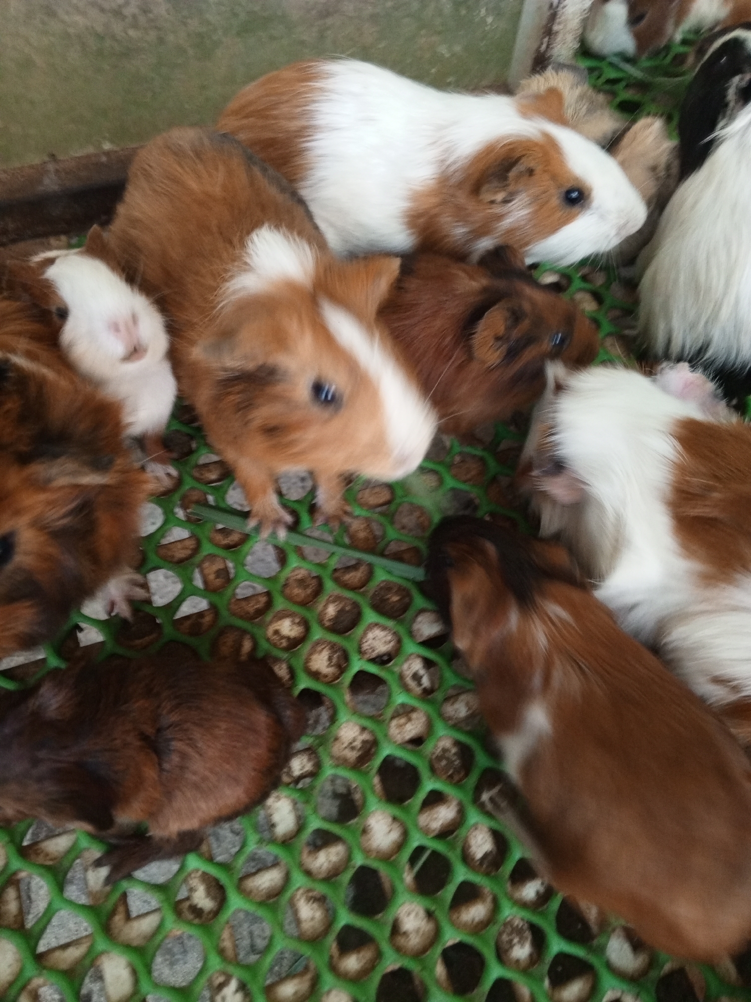 In Phước Hải, Vietnam, a group of guinea pigs are seen resting in a green wire cage. The cage floor is made of interconnected circular openings, through which debris and a gray surface are visible. Several guinea pigs, with coats of white, brown, and black, are clustered together. One guinea pig with white and brown markings is positioned in the center of the frame, facing to the right. To its left, another guinea pig with white and brown fur is partially visible. In the foreground, a dark brown guinea pig is seen from above, resting its head on the cage floor. Another brown and white guinea pig is positioned to the right of the central guinea pig, lying down. In the background, a white guinea pig with brown markings is visible, and further back, a white and brown guinea pig is also present.