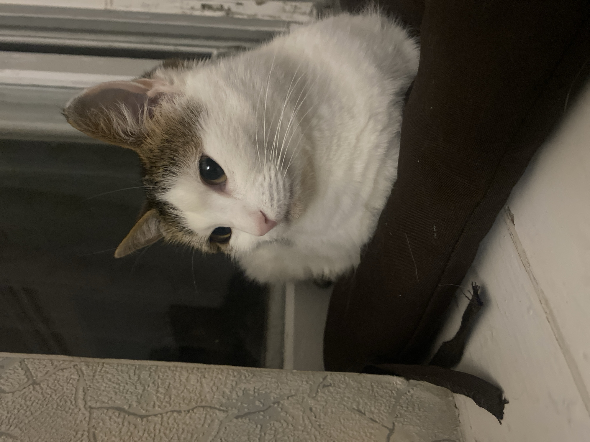 A medium shot shows a white cat with brown markings on its head and ears, sitting on a dark brown cushion. The cat is looking to the left, with its body partially visible. Its fur is fluffy and white, with some brown patches on its ears and head. The cat's eyes are a warm amber color, and its nose is pink. It is resting on a cushion that appears to be placed on a windowsill. To the left of the cat, a textured wall is visible, and beyond that, a dark window. To the right of the cat, a blurred vertical element, possibly a curtain or blinds, is visible. The lighting is dim, suggesting it is nighttime or indoors with low light.