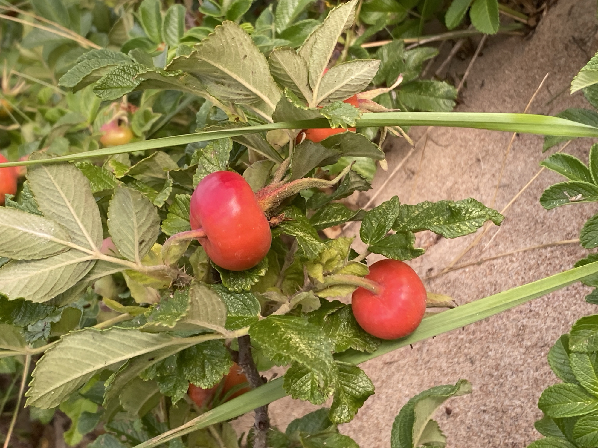 In Baltiiskoe, Russia, a close-up, ground-level shot showcases a patch of wild rose bushes growing in sandy terrain. The foreground is dominated by the vibrant red, ripe rose hips, some still attached to their thorny branches, while the rest of the bush displays serrated, green leaves. Several blades of tall, green grass weave through the scene, adding a vertical element. The background is a blur of green foliage and hints of other rose hips, suggesting an abundance of the plant. The overall impression is one of natural growth in a coastal or sandy environment.