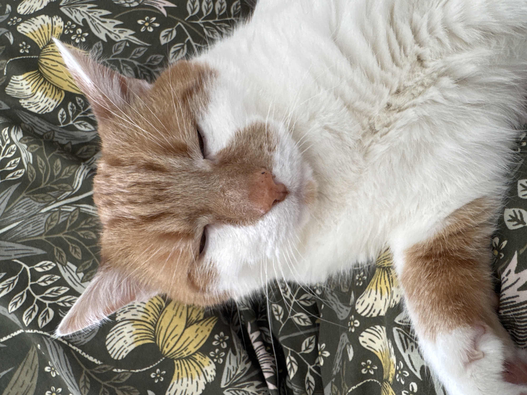 A white and orange cat is sleeping on a floral-patterned surface. The cat is lying on its side with its eyes closed. The cat's fur is mostly white, with patches of orange on its head, ears, and paws. The floral pattern of the surface consists of large yellow flowers and small white leaves against a dark green background. There is no indication of Riga, Latvia.