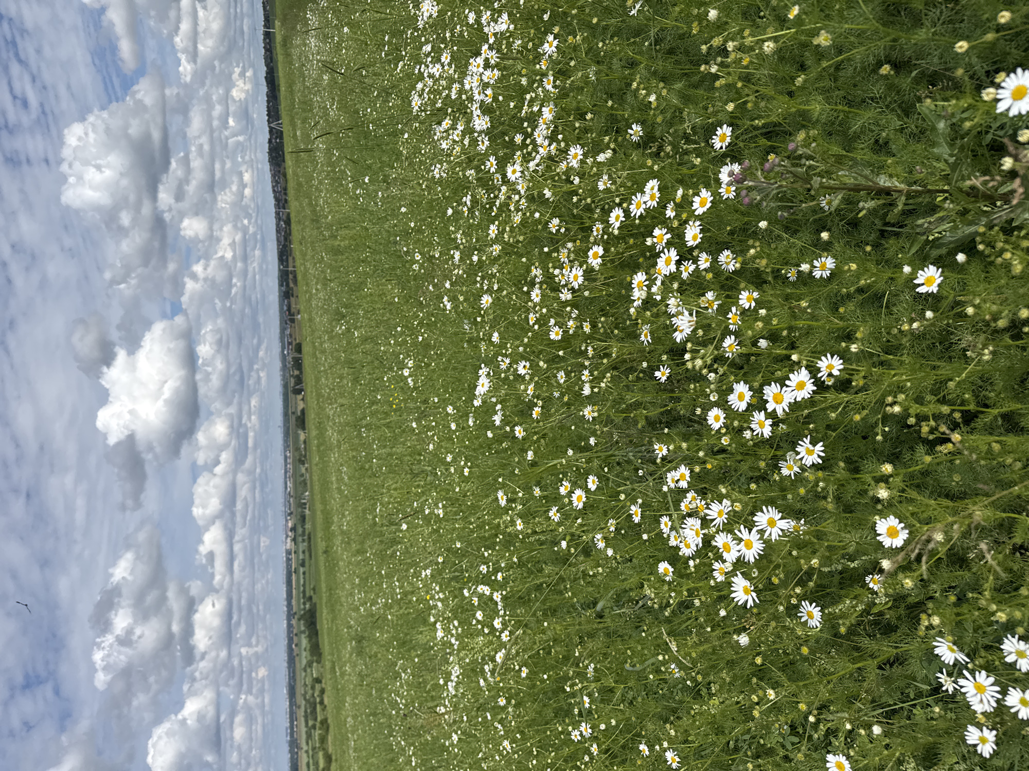 The image depicts a vast, green field densely populated with white and yellow wildflowers, likely daisies, under a cloudy sky. The field stretches towards the horizon, where a hazy landscape of scattered buildings and vegetation can be observed. A single bird is visible in the sky. The overall impression is of a natural, open space, potentially on the outskirts of a populated area. There is no indication of human presence or activity. The scene is likely located in Kaporskoe, Russia, given the context provided.