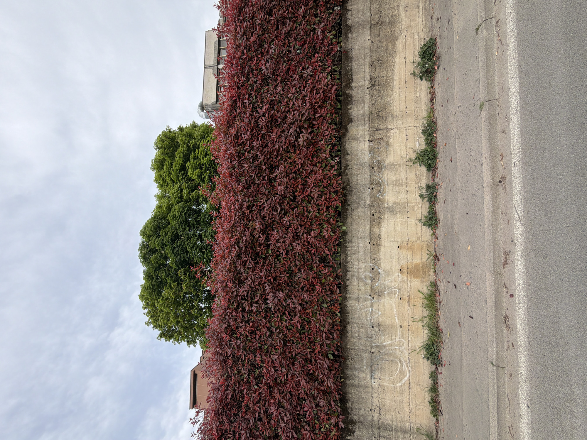 The image depicts an outdoor scene in Milan, Italy. A concrete wall runs vertically in the image, separating a sidewalk and road on the right from a dense growth of red-leaved bushes and a green tree on the left. A building is partially visible behind the greenery. The sky is overcast with scattered clouds. The sidewalk shows signs of wear and small vegetation growing along the wall. The road surface is gray asphalt. There are no people visible in the frame.