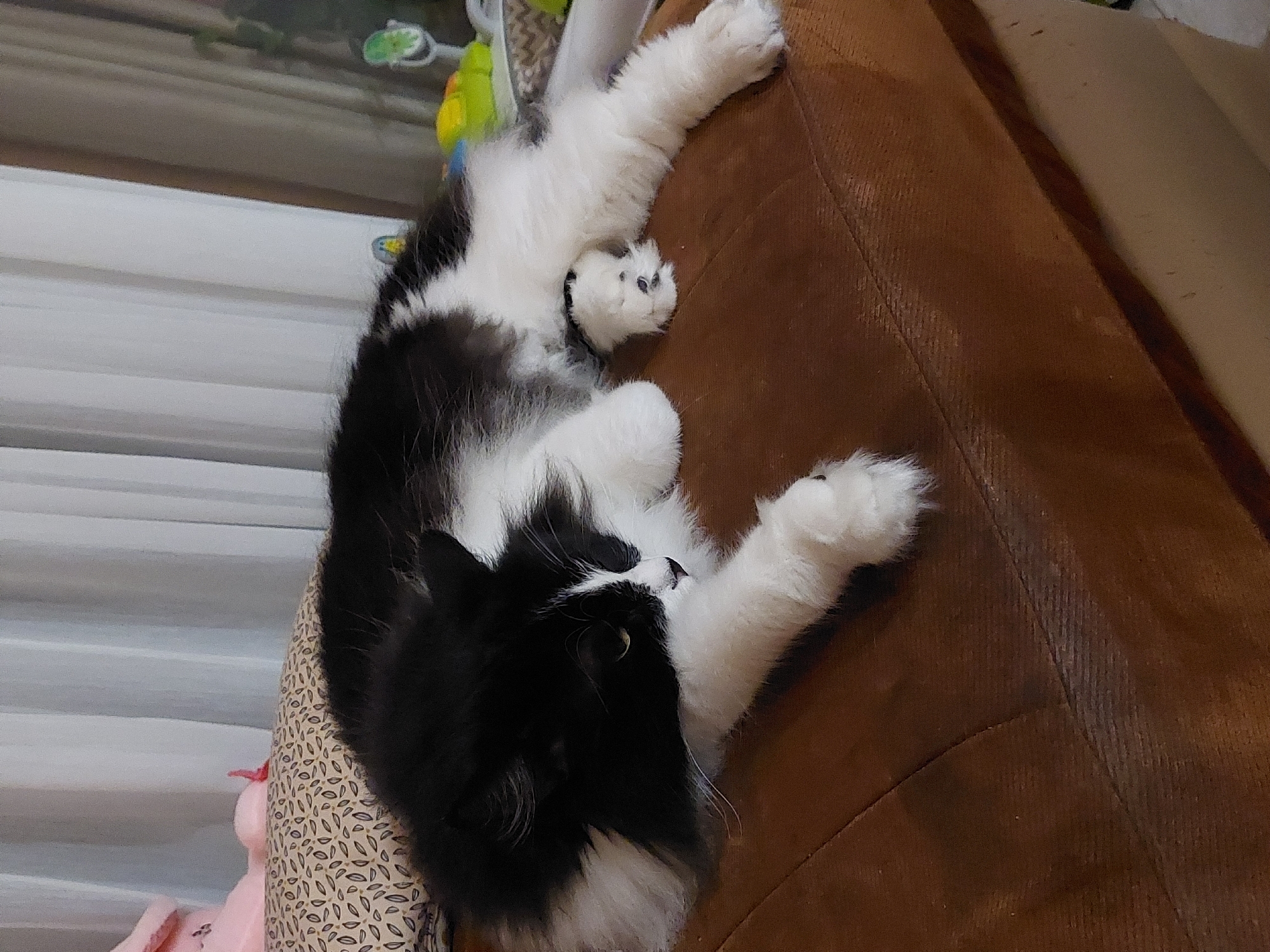 A black and white long-haired cat is lying on a brown surface, likely a couch or bed. The cat is resting on its side with its head tilted downwards, looking towards its paws. Its fur is fluffy, and it has white paws and chest. In the background, white curtains are visible, and to the left, a portion of a pink stuffed animal and a patterned pillow can be seen. The lighting suggests an indoor environment, possibly a living room. The scene does not contain any elements that would allow for the identification of its location in Plovdiv, Bulgaria.