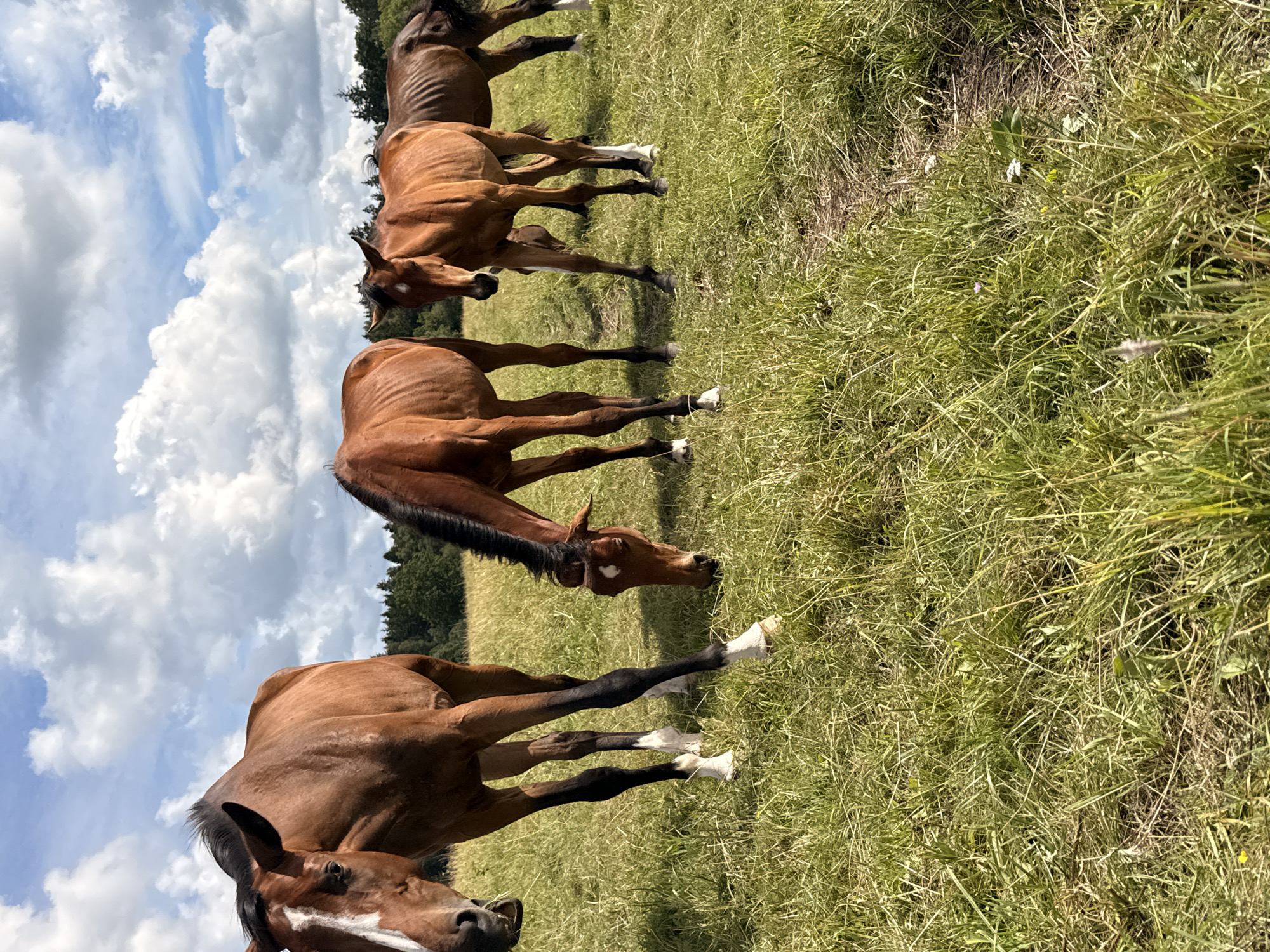 The image shows a group of brown horses in a grassy field under a cloudy sky. The horses are standing and grazing. In the foreground, one horse is closest to the camera, with its head down, appearing to eat grass. Its body is mostly visible, and it has a white marking on its face. Behind it, another horse is visible, with its head also down. Further back, there are more horses, some of their bodies and legs showing. The background consists of a lush green field, with trees and a line of trees visible on the horizon. The sky is partly cloudy with patches of blue. The overall impression is of a peaceful scene in a rural setting, likely in Lithuania given the location context. The time of day appears to be daytime, possibly late morning or afternoon, judging by the lighting. No text is visible in the image.