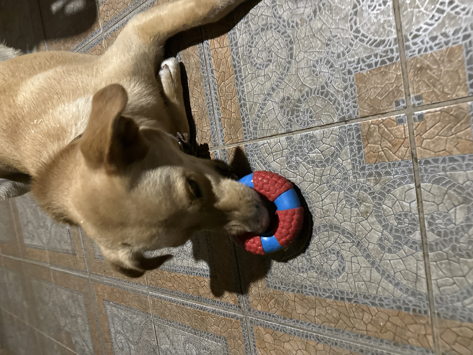 A light brown dog is lying on a tiled floor, chewing on a red and blue ring-shaped toy. The floor is tiled with a pattern of brown and gray squares and circles. The dog's head is down, focused on the toy. The lighting suggests an indoor setting, possibly a home. The scene is devoid of any specific landmarks that would indicate a location in Sochi, Russia.