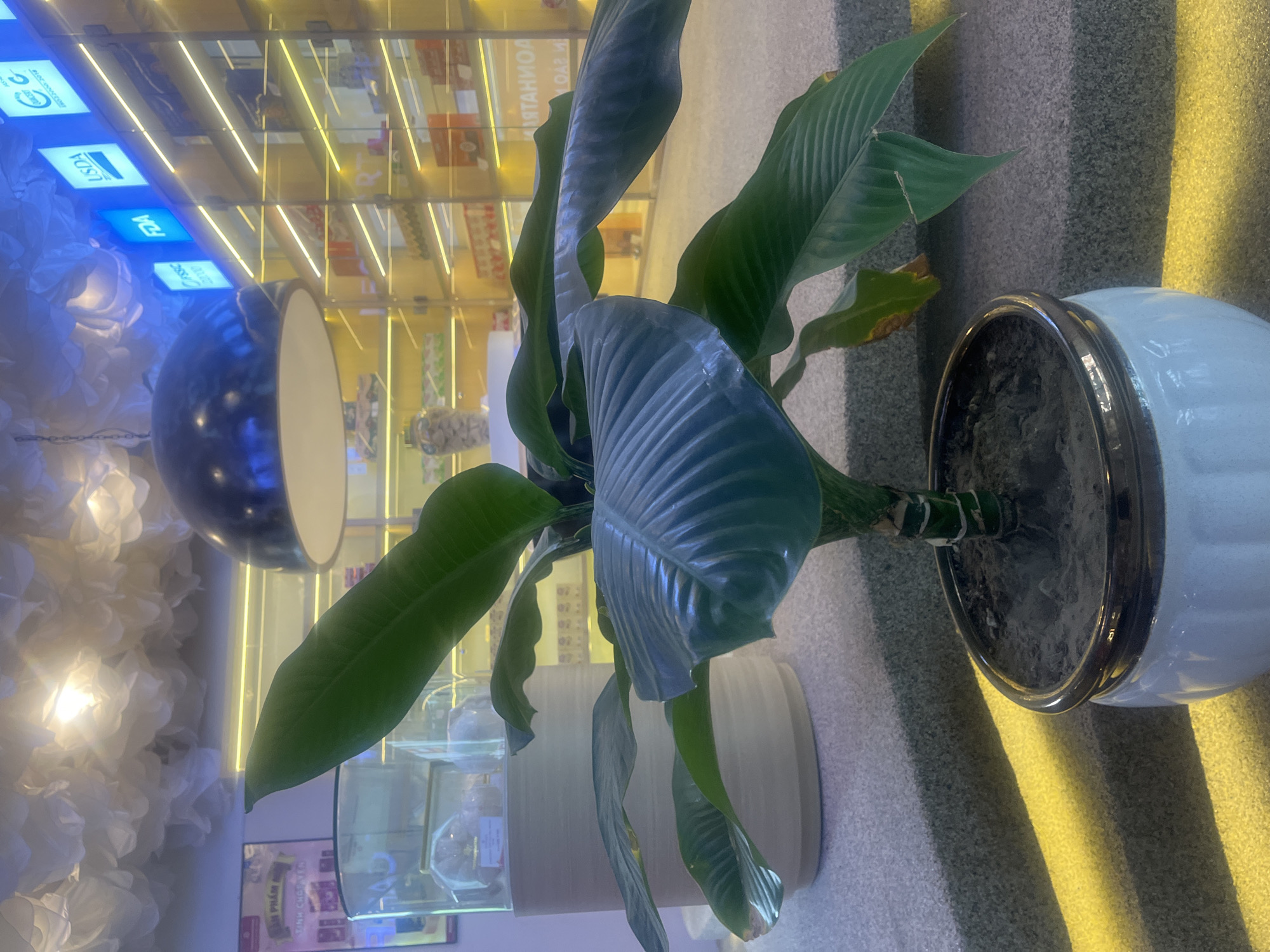 A houseplant with large green leaves is in the foreground, planted in a white ceramic pot with a dark rim. The plant is positioned on a grey tiered surface, with a yellow light casting a stripe across the lower steps. In the background, shelves are visible, stocked with various products and illuminated by yellow strip lights. Several signs with logos, including "USDA" and "FDA," are mounted on the wall behind the shelves. A large dark pendant light hangs from the ceiling above the plant. To the left, a glass display case contains items, and a large beige cylindrical object stands beside it. The overall setting appears to be an indoor commercial space.