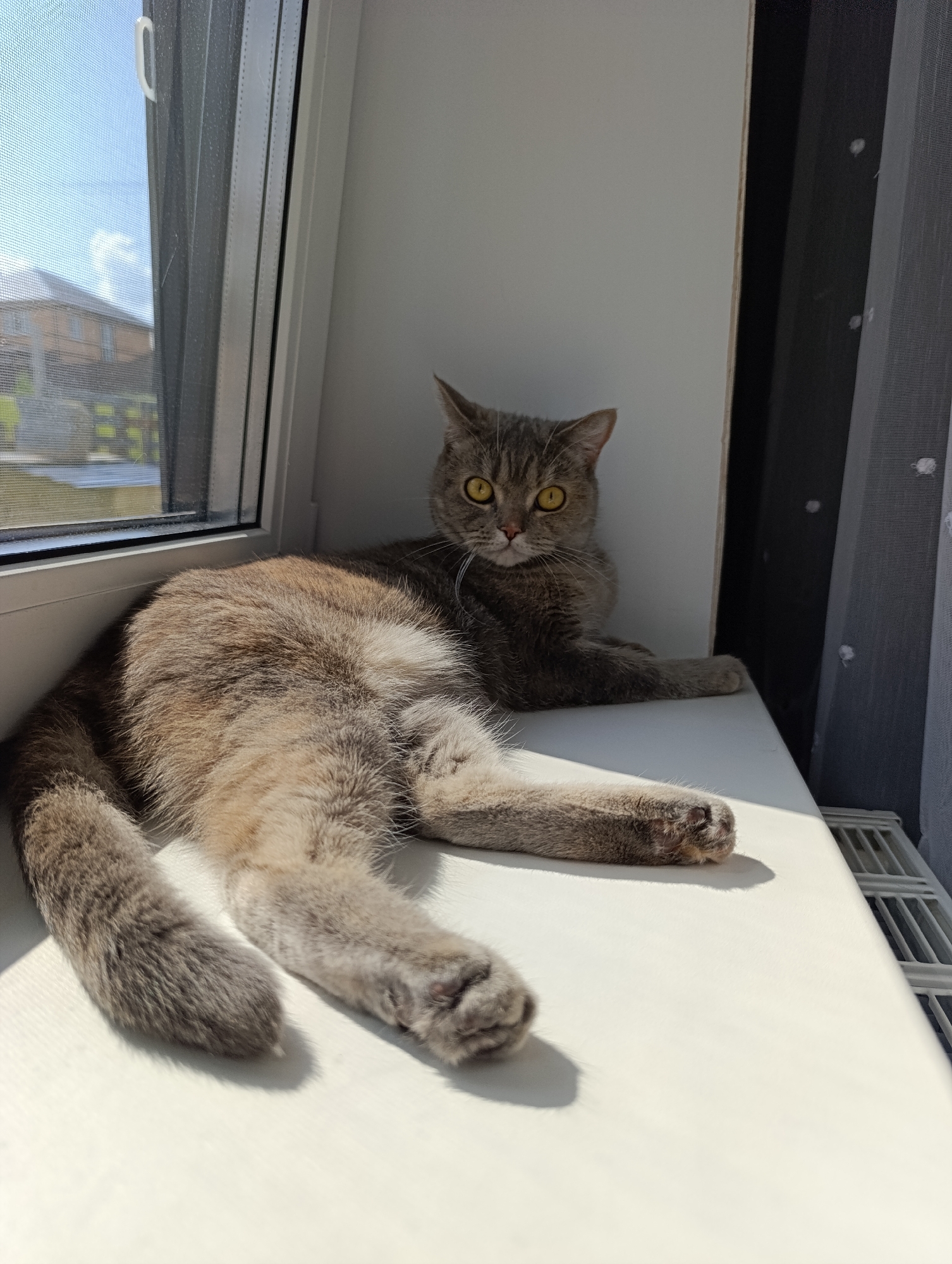 A British Shorthair cat with yellow eyes and grey fur lies on a white windowsill, basking in sunlight. The cat is positioned facing the camera, with its body stretched out and its front paws resting near the edge of the sill. Behind the cat, a window with a screen offers a view of houses and greenery outside. To the right of the cat, a white sheer curtain with a dotted pattern hangs, and a radiator is visible beneath it. The scene appears to be indoors, likely in a residential setting in Chaikovsky, Russia, given the presence of a radiator typical of Russian apartments.