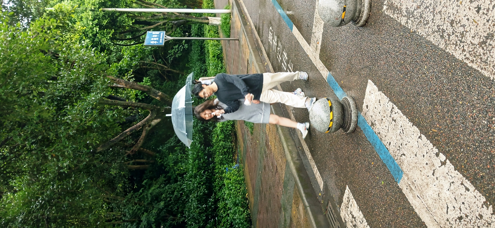 A couple, one woman and one man, are walking together under a clear umbrella in Chongqing High-tech Zone, China. The woman is wearing a gray dress, and the man is wearing a black shirt and beige pants. They are walking on a pedestrian crossing marked with white stripes and separated by blue lines. Round concrete bollards with yellow and black stripes mark the edge of the pedestrian walkway. The scene is lush with green vegetation, including trees and bushes. The road and walkway appear wet, suggesting it has been raining. A blue sign with Chinese characters is visible in the background.