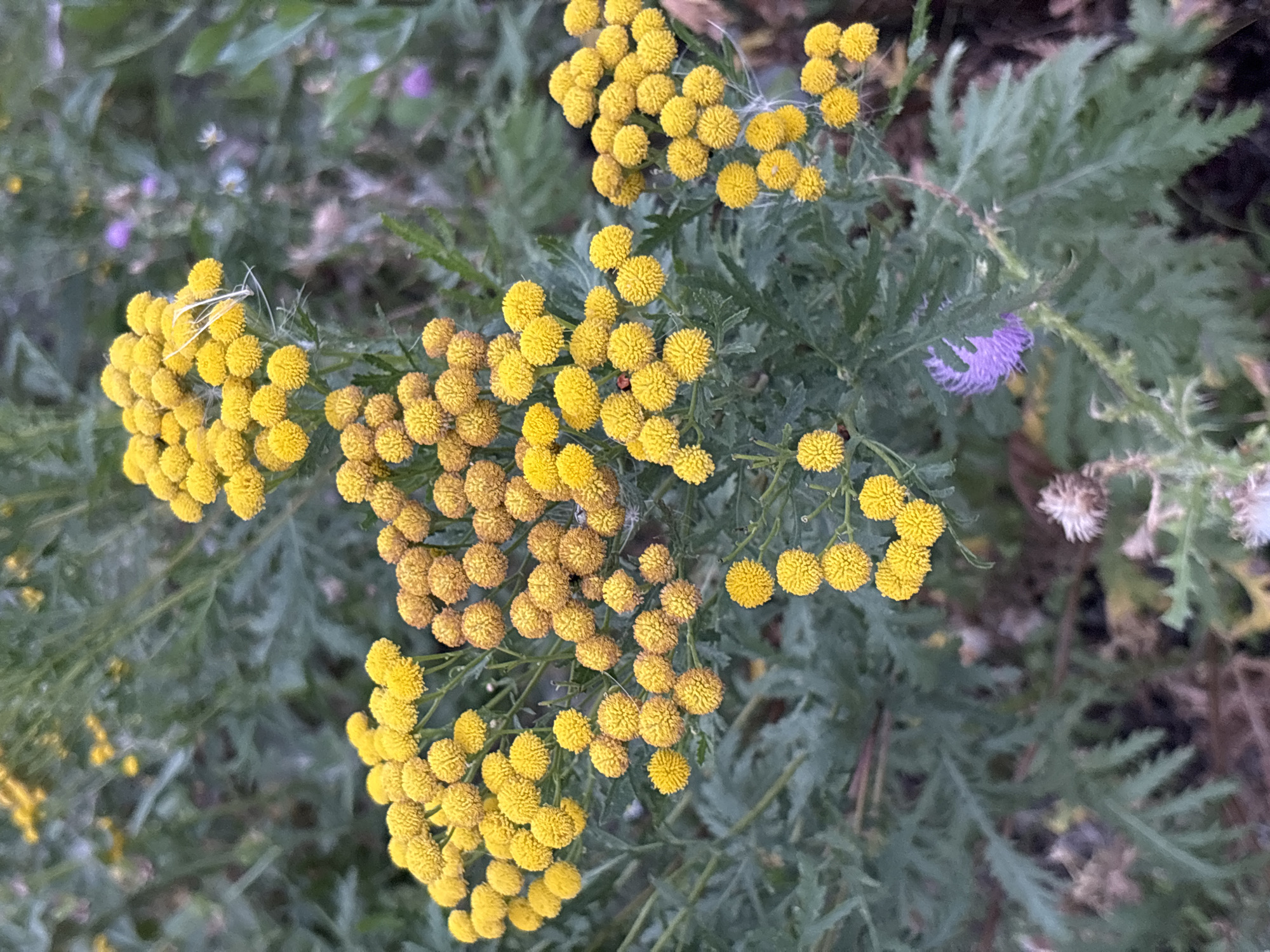 In Orenburg, Russia, a close-up shot captures a cluster of bright yellow, button-like flowers against a backdrop of muted green foliage. The flowers are densely packed on thin stems, creating a textured, spherical appearance. Some of the flowers are in full bloom, while others appear to be buds. Delicate white wisps, possibly cobwebs or dried flower parts, are intertwined with the blossoms. In the lower right portion of the image, a single purple thistle-like flower stands out, partially obscured by the greenery. The overall scene is one of natural abundance, with a focus on the intricate details of the flora.
