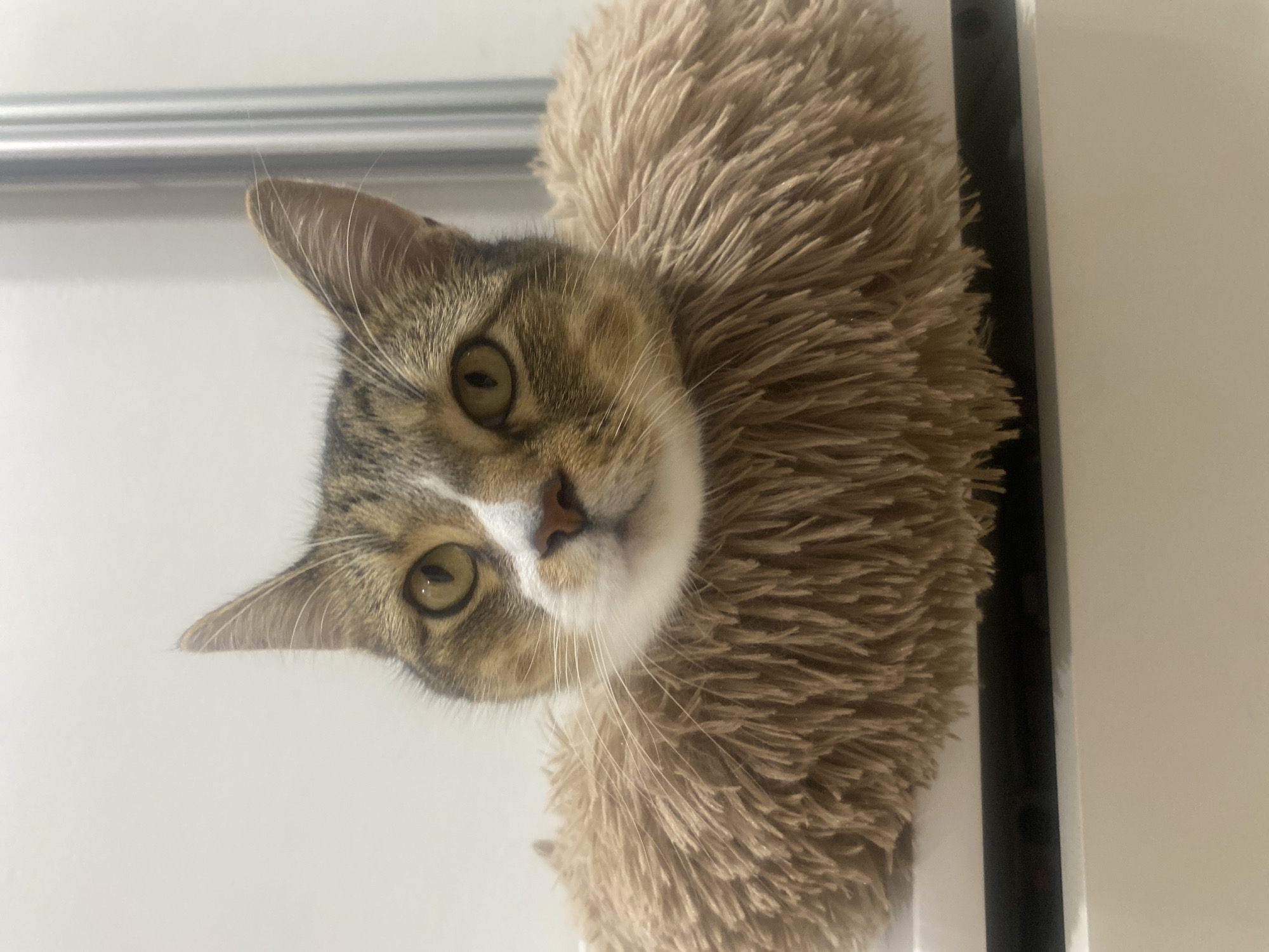 An indoor portrait of a tabby cat with brown, white, and black markings. The cat's head and chest are visible, with the chest emerging from a fluffy, brown, circular cushion. The cat is looking directly at the camera with bright, yellow eyes. The background is a plain, white wall, with a sliver of a metallic pole on the right side. The scene is brightly lit. The location of this image is not specified as being in Novokuybyshevsk, Russia.