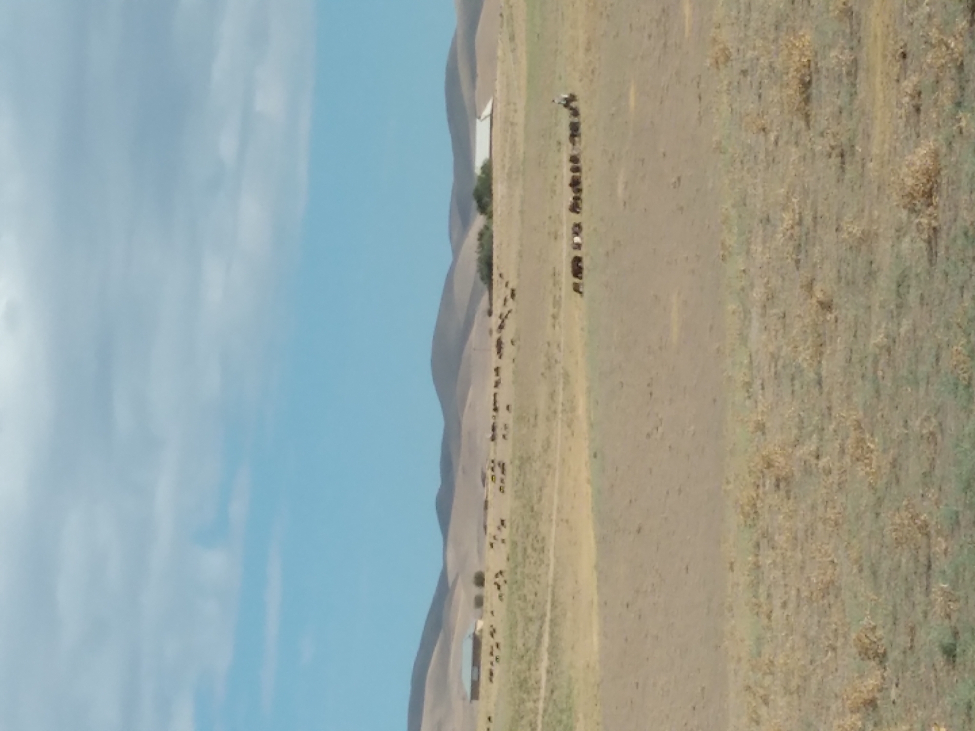 In a pastoral landscape, a herd of cattle grazes on dry, sparse grass under a bright blue sky with scattered clouds. In the middle ground, a small group of buildings, possibly farm structures, are visible, one with a light-colored roof and another with a darker, sloped roof. A solitary figure on horseback appears to be herding a line of cattle, which are moving from left to right across the frame. The terrain is rolling and appears arid, with a dry, yellowish hue to the vegetation and soil. The scene suggests a rural setting, consistent with the agricultural landscapes found in and around Aktepa, Uzbekistan, an area known for its livestock farming.