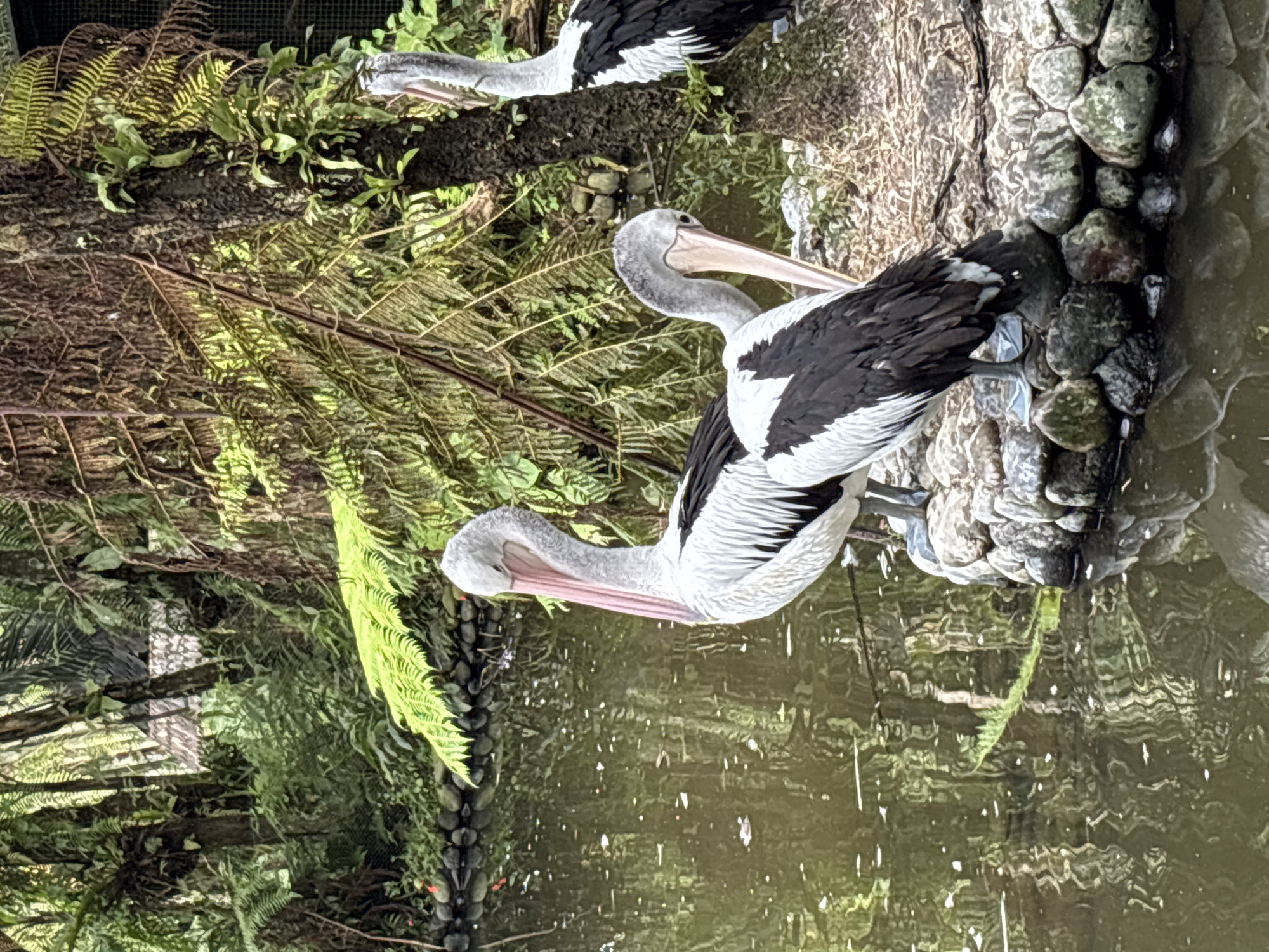 The image depicts a tranquil scene at the Bali Butterfly Park in Baturiti, Indonesia. Three large white pelicans with black wing markings are perched on a rocky embankment beside a dark, reflective body of water. The pelicans are the primary subjects, with two in the foreground and one partially visible in the background. The environment is lush and verdant, characterized by dense tropical foliage, including ferns and trees, with sunlight filtering through the canopy. The water reflects the surrounding greenery and the pelicans themselves, creating a sense of peaceful coexistence between the birds and their natural habitat.
