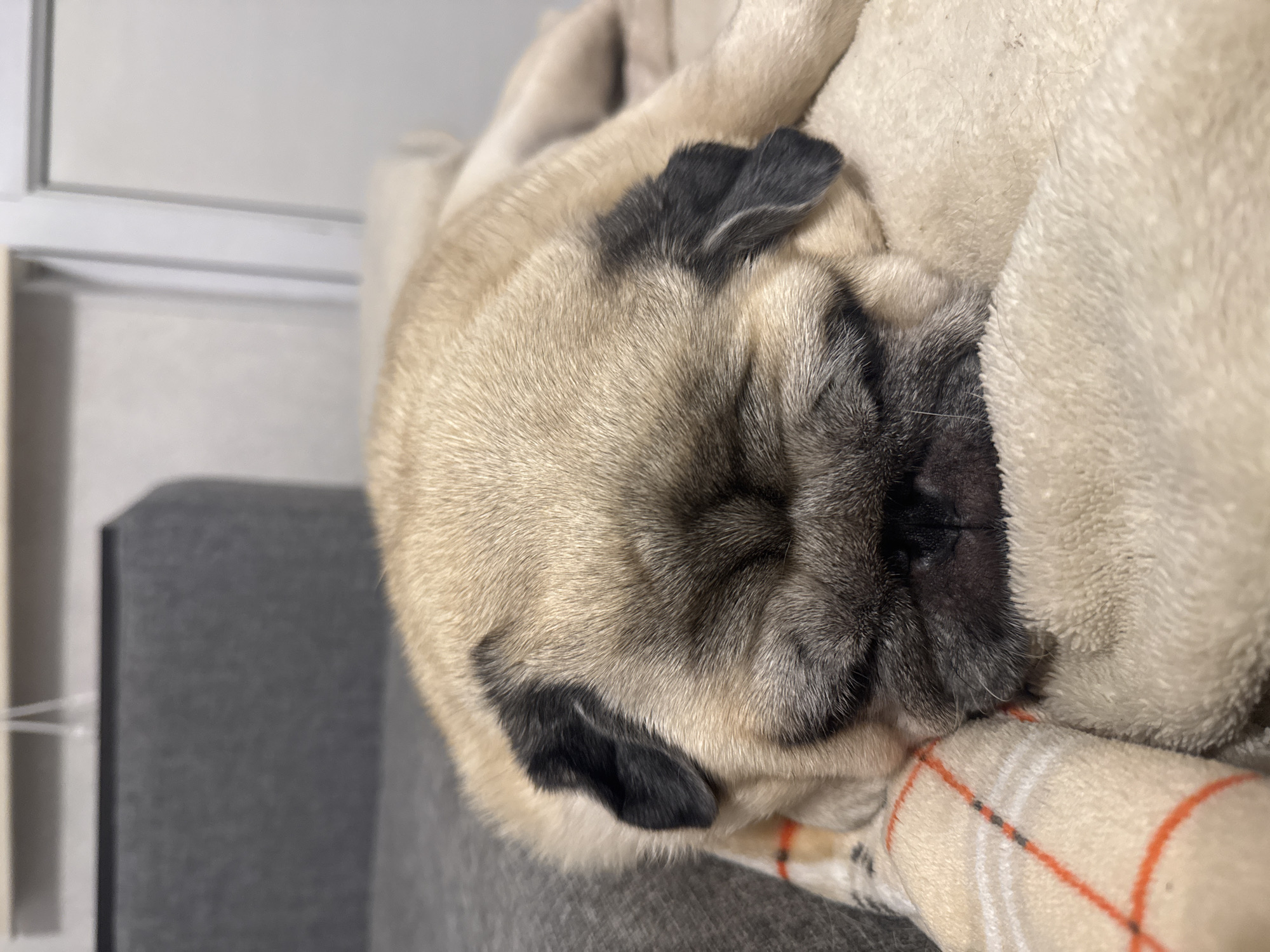 A pug dog is sleeping on a soft, cream-colored blanket with an orange and white plaid pattern. The dog is lying on its side, with its head resting on the blanket. Its eyes are closed, and its breathing appears to be calm. The background is blurred, but it appears to be an indoor setting. There is a gray sofa visible behind the dog. The scene suggests a peaceful and comfortable moment. The image location is not specified in Bishkek City, Kyrgyzstan.
