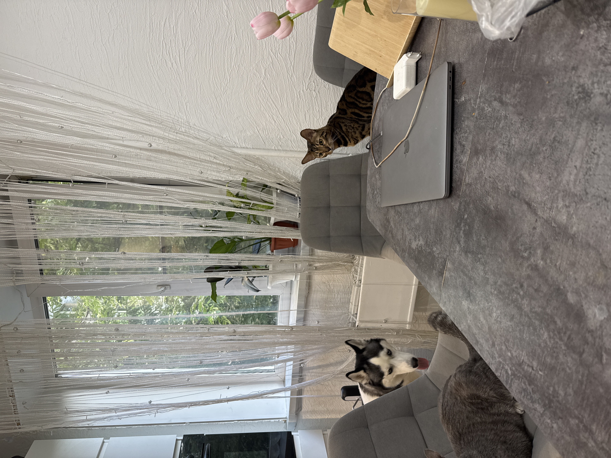 This image captures an indoor scene featuring multiple pets in what appears to be a modern dining or living area during the daytime. The photograph is oriented vertically but depicts the scene as if viewed from a slightly elevated perspective towards a table and a window.
On the dark grey textured table, a striking Bengal cat with distinct brown and black stripes and alert eyes is perched, looking directly at the viewer. Nearby on the table are two pink tulip flowers in a small vase and a wooden board. A closed silver laptop, featuring the Apple logo, rests on the table alongside a white power adapter and charging cable.
Below the table, a black and white Husky dog is visible, looking upwards with its tongue slightly out, conveying a sense of curiosity or expectation. Part of a grey cat's back is also visible near the Husky, suggesting another pet is lounging under the table. Grey upholstered chairs are positioned around the table.
To the left of the frame, sheer white string curtains, embellished with small, clear beads, hang over a window. Through the window, vibrant green trees and foliage are clearly visible, indicating a bright, natural outdoor environment. The interior wall features textured white wallpaper. There is no visible text apart from the Apple logo on the laptop.
