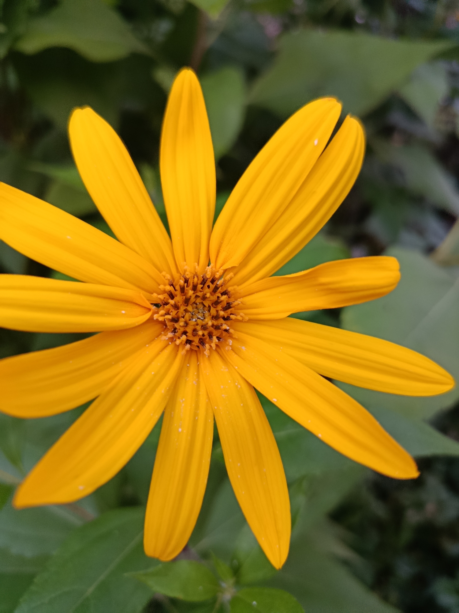 A close-up, eye-level, vertical shot shows a bright yellow flower with pointed petals against a blurred green background of foliage. The flower's center is a mass of tiny, dark brown florets. The petals are slightly curved and some have subtle brown lines running through them. The overall impression is one of vibrant natural beauty. There is no discernible location within the city of Верея, Russia, present in the image; it is a general depiction of a flower.