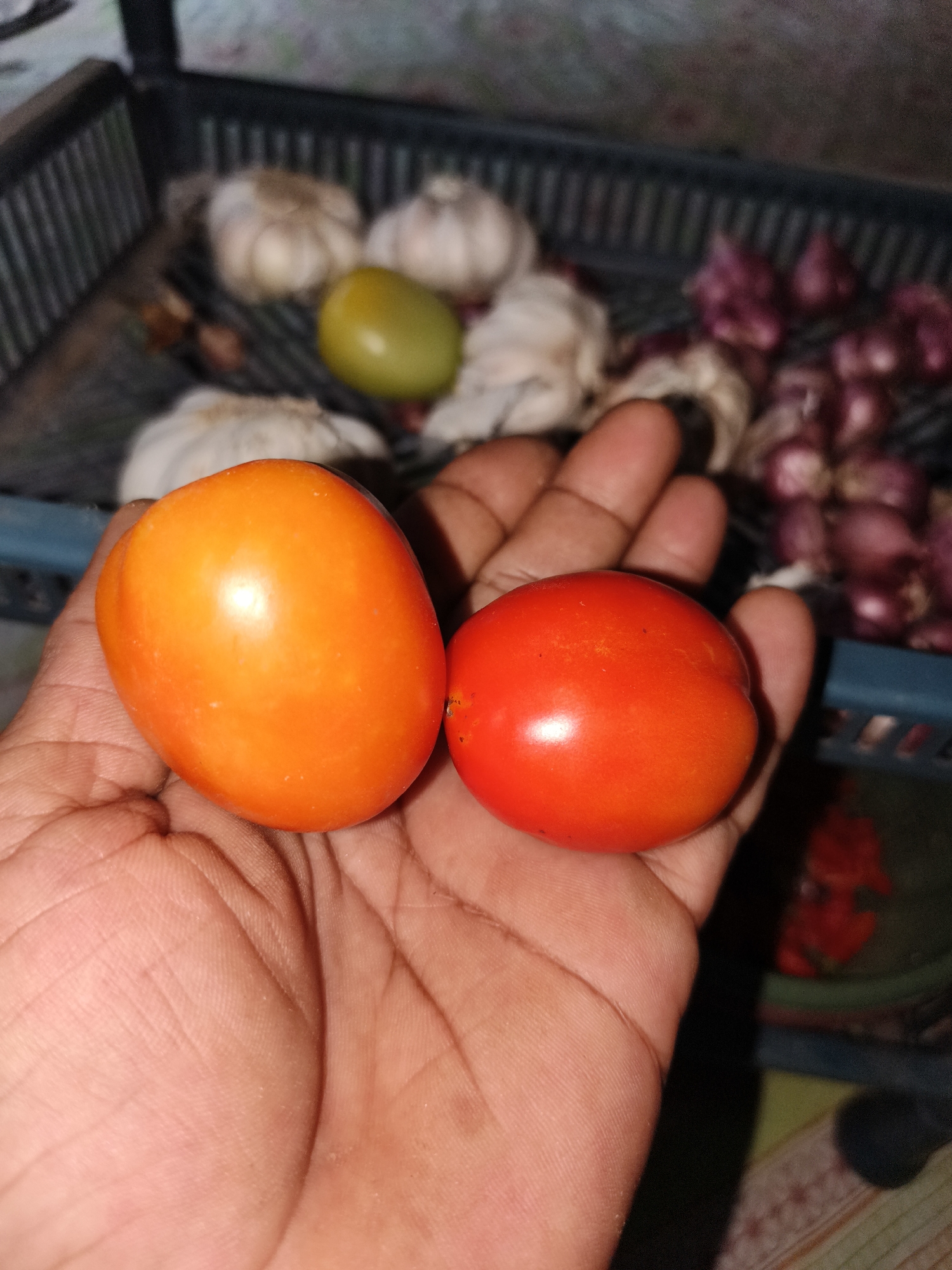 An outdoor, close-up, eye-level shot shows a left hand holding two tomatoes. One tomato, on the left, is oval and bright orange. The tomato on the right is round and bright red. Both tomatoes are smooth and shiny. The hand is palm up, with fingers slightly curled to support the tomatoes. The skin of the hand is a light to medium brown, with visible palm lines. In the background, out of focus, is a dark blue plastic basket filled with produce. Visible in the basket are several heads of white garlic and some small, red shallots. A blurred, yellow object, possibly a lime or a small tomato, is also visible in the basket. The background wall is textured and light-colored. The scene is dimly lit. The location is Pelanjau Jaya, Indonesia.