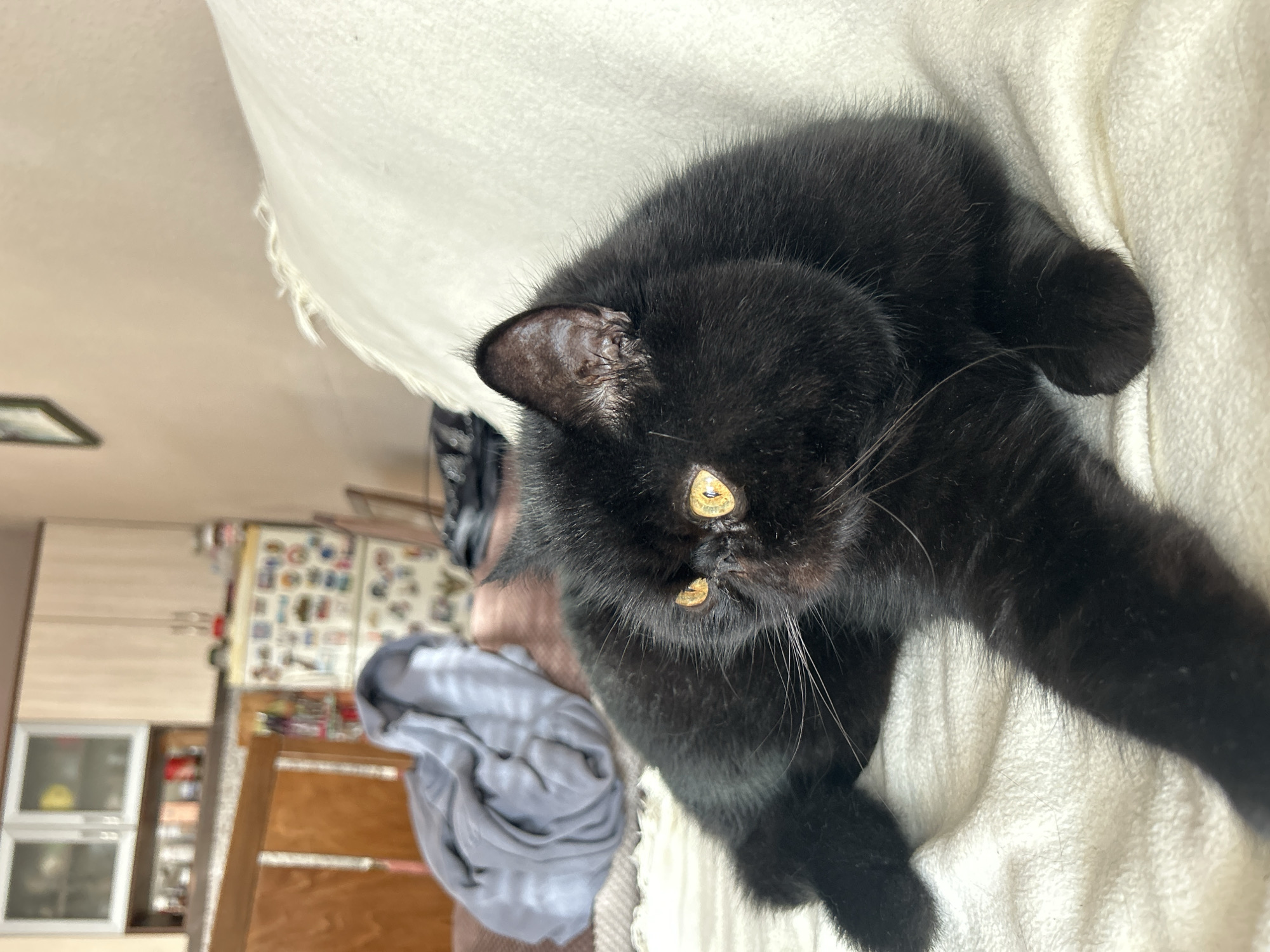 A black cat with yellow eyes lies on a white blanket. The cat's left ear appears to be notched or damaged. The background is a blurred room interior with a wooden cabinet and a grey hoodie on a chair. The location is unknown.