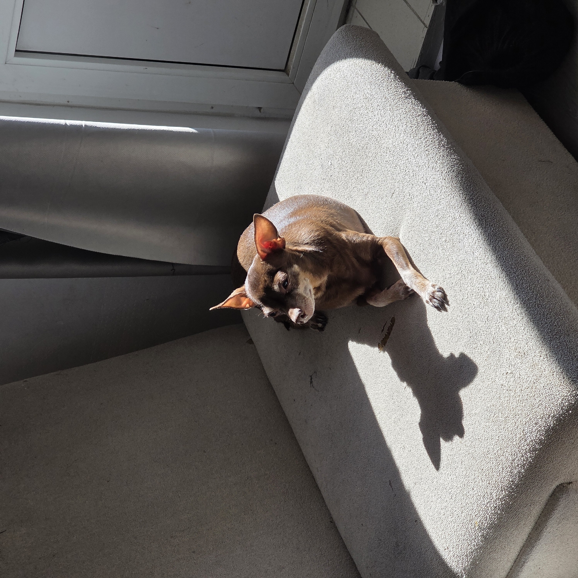 A brown Chihuahua lies on a light-colored, textured surface, possibly a sofa or cushion, in a well-lit indoor environment. The dog's shadow is cast to its right. Part of a window or wall and a dark, amorphous shape, potentially a cat, are visible in the background. The location is unspecified and cannot be determined from the image.