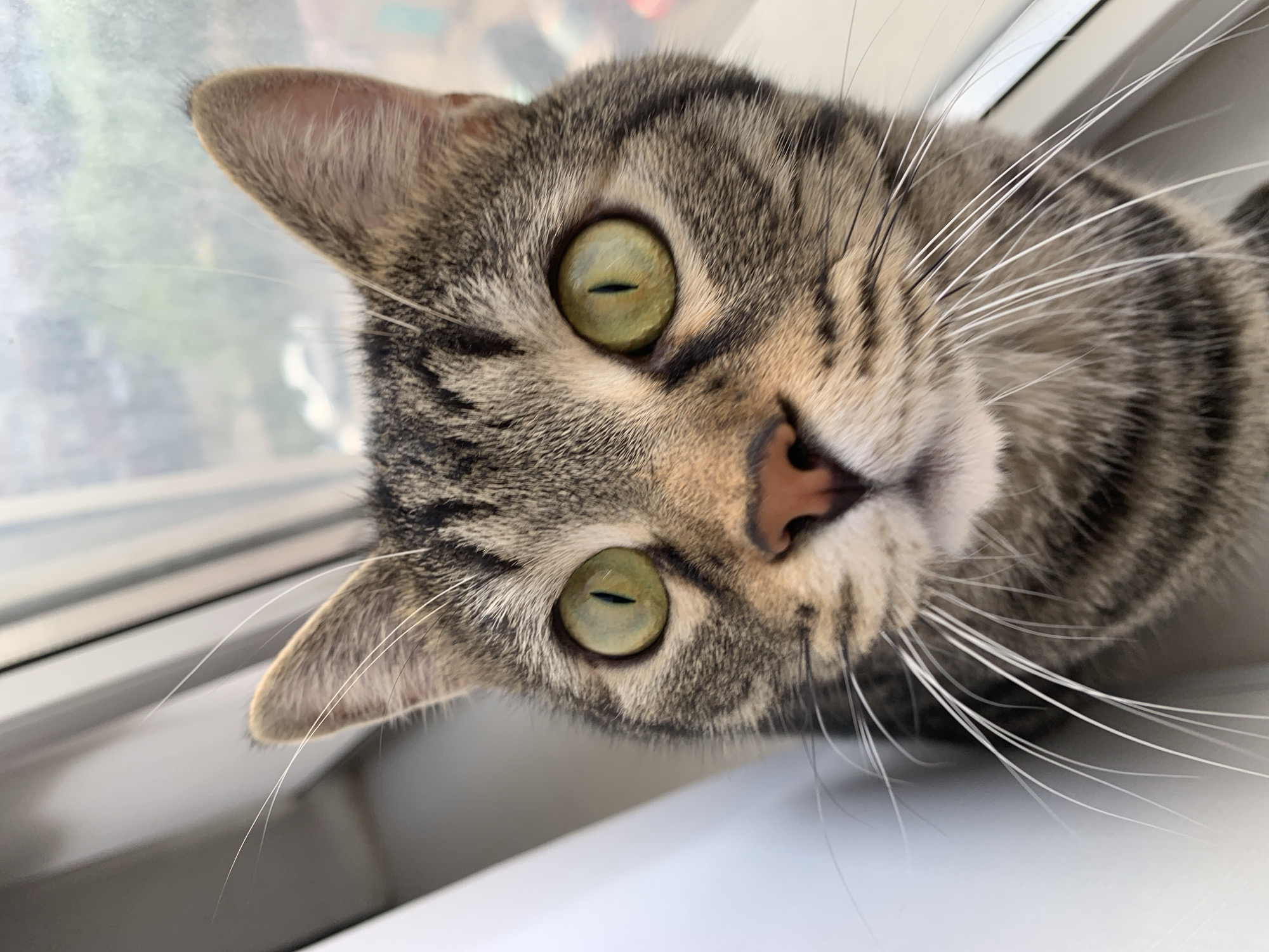 A close-up, eye-level, portrait-style photograph shows the face of a tabby cat positioned in the foreground, looking directly at the camera. The cat's fur exhibits a pattern of grey, brown, and black stripes. Its large, green eyes are prominent, with black vertical pupils. A small, pink nose is centered between the eyes, and long, white whiskers fan out from either side of its snout. The cat's ears are visible at the top of the frame, one angled slightly forward and the other visible behind it. The background is softly blurred, showing a hint of a window frame and possibly an outdoor environment with green foliage. The lighting suggests daylight. The image is static and focused solely on the cat's face.