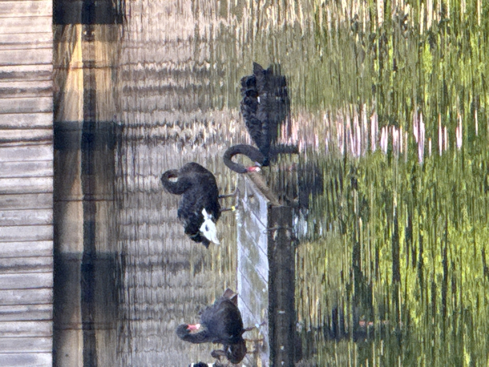 The image depicts a body of water with several black swans. One swan is positioned on a wooden platform, while another is swimming in the water. A smaller, dark-colored duckling is also present on the platform. The water reflects the surrounding environment, including what appears to be a wooden structure in the background. The lighting suggests it is daytime. The image does not contain any identifiable landmarks or elements that would allow for specific location identification within Moscow, Russia.