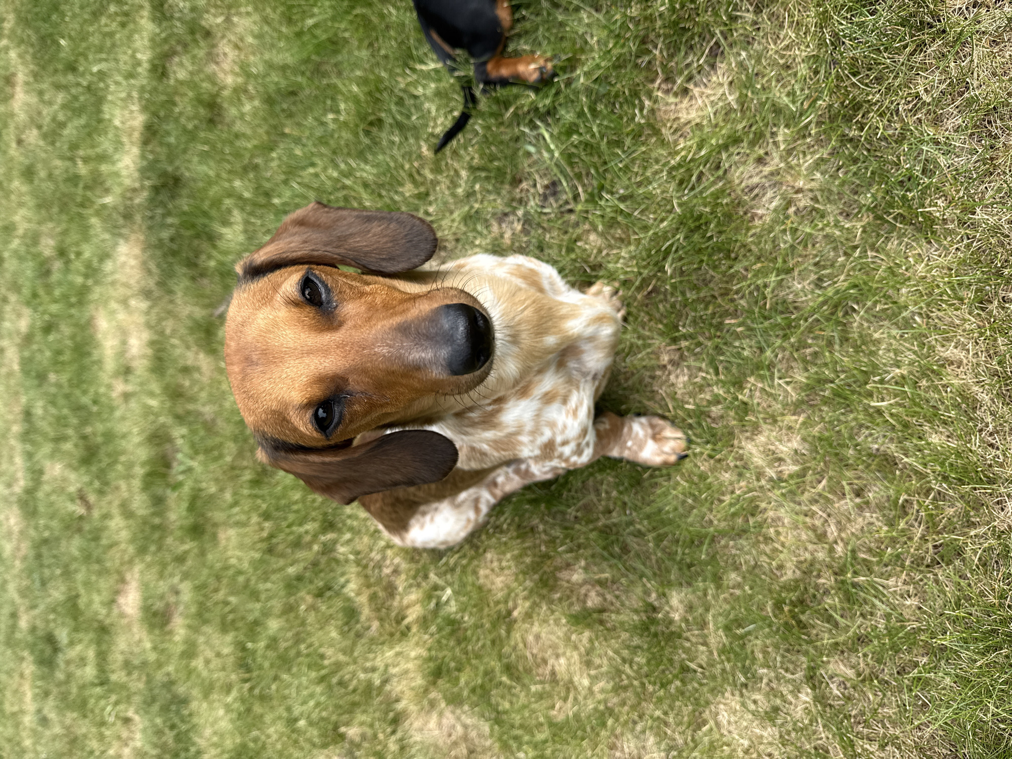 A dapple dachshund dog sits on a grassy lawn. The dog is primarily brown with white patches. Another dog, mostly black and brown, is visible in the background to the right, with its tail in the air. The grass is green and appears to be well-maintained. The image does not contain any identifiable landmarks or elements that would suggest its location in Voronezh, Russia.