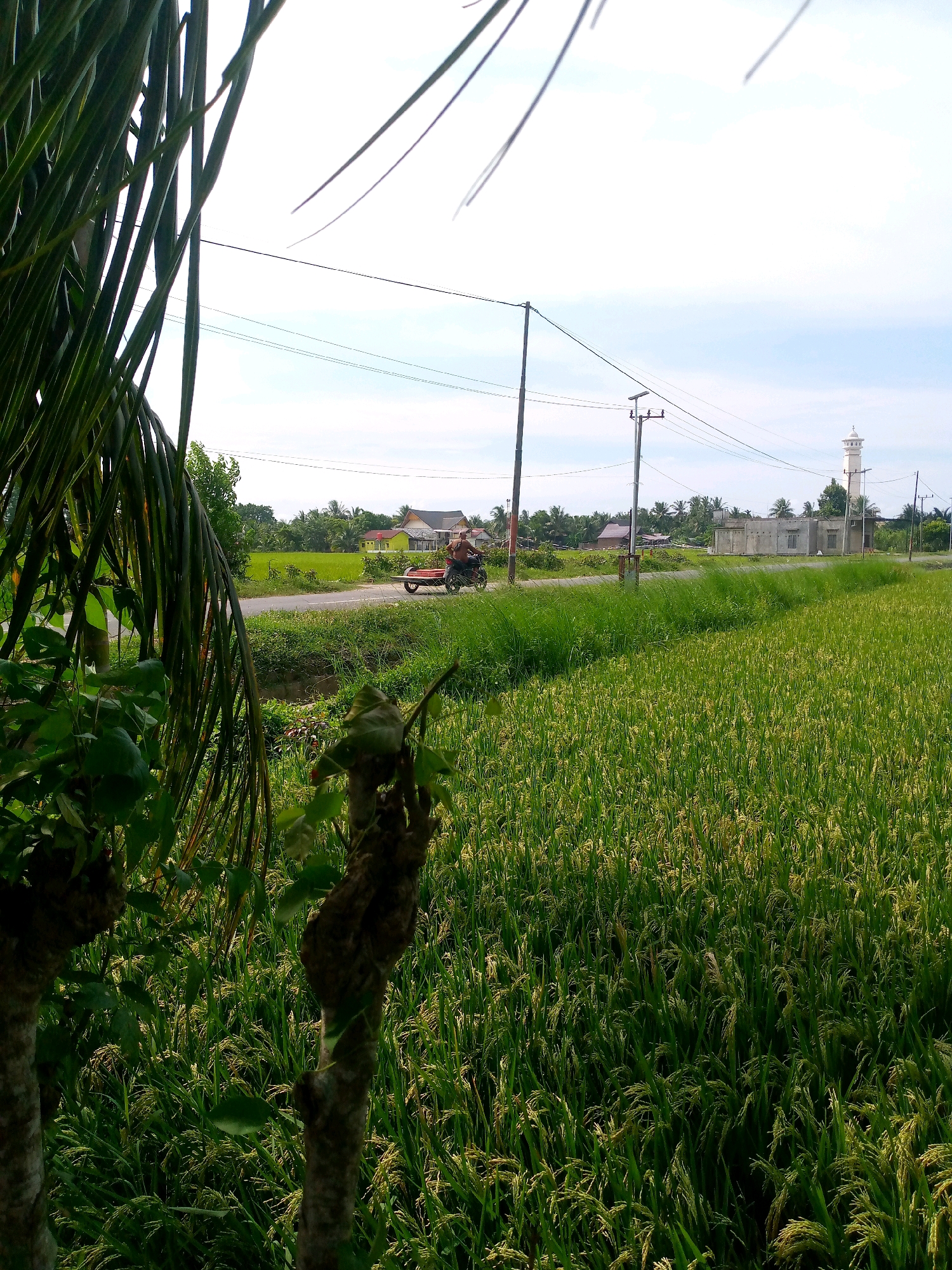 In Kutaglumpang, Indonesia, a scene unfolds of a sun-drenched rural landscape. A motorbike, ridden by a single individual, travels along a paved road, pulling a cart. The road is bordered by lush green rice paddies, some of which appear to be nearing harvest. In the background, several buildings are visible, including a white mosque with a tall minaret, and other houses and structures. The sky is bright with scattered clouds, indicating daytime. The foreground is partially obscured by the fronds of a palm tree and the branches of two trees, suggesting a natural, undeveloped area. The overall impression is one of a peaceful, agrarian community.
