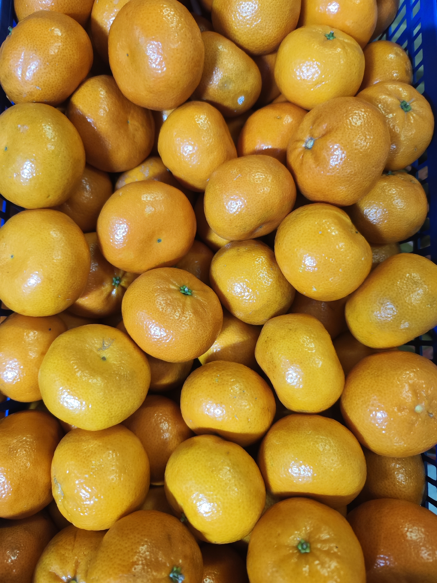 A high-angle, close-up shot reveals a large collection of tangerines, likely within a blue plastic crate or container. The tangerines are predominantly orange in color, though some have a more yellow hue. Their surfaces are textured and slightly glossy. No people, specific subjects, or actions are visible, and there are no interactions occurring in the frame. The environment is limited to the crate and the tangerines themselves. There is no indication that this is in the city of Chaikovsky, Russia.