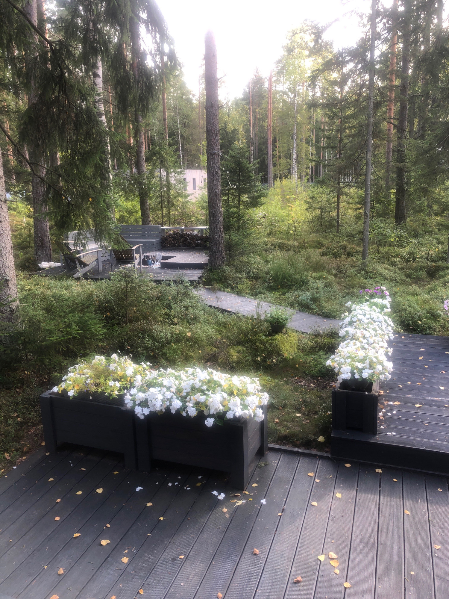 The image depicts a wooded outdoor area with a dark wooden deck in the foreground. Two dark planter boxes filled with white flowers are placed on the deck. The deck extends into the background, where it connects to a larger wooden platform with outdoor seating, including a bench and chairs. A stack of firewood is visible on this platform. A winding wooden walkway leads from the platform into the surrounding forest. The environment is dense with trees, including pines and birches, and undergrowth. A modern-looking, light-colored building is partially visible through the trees in the distance. The scene appears to be set in the city of Arfa, Russia, likely a residential or recreational area within a forested setting. There are no people visible in the image.