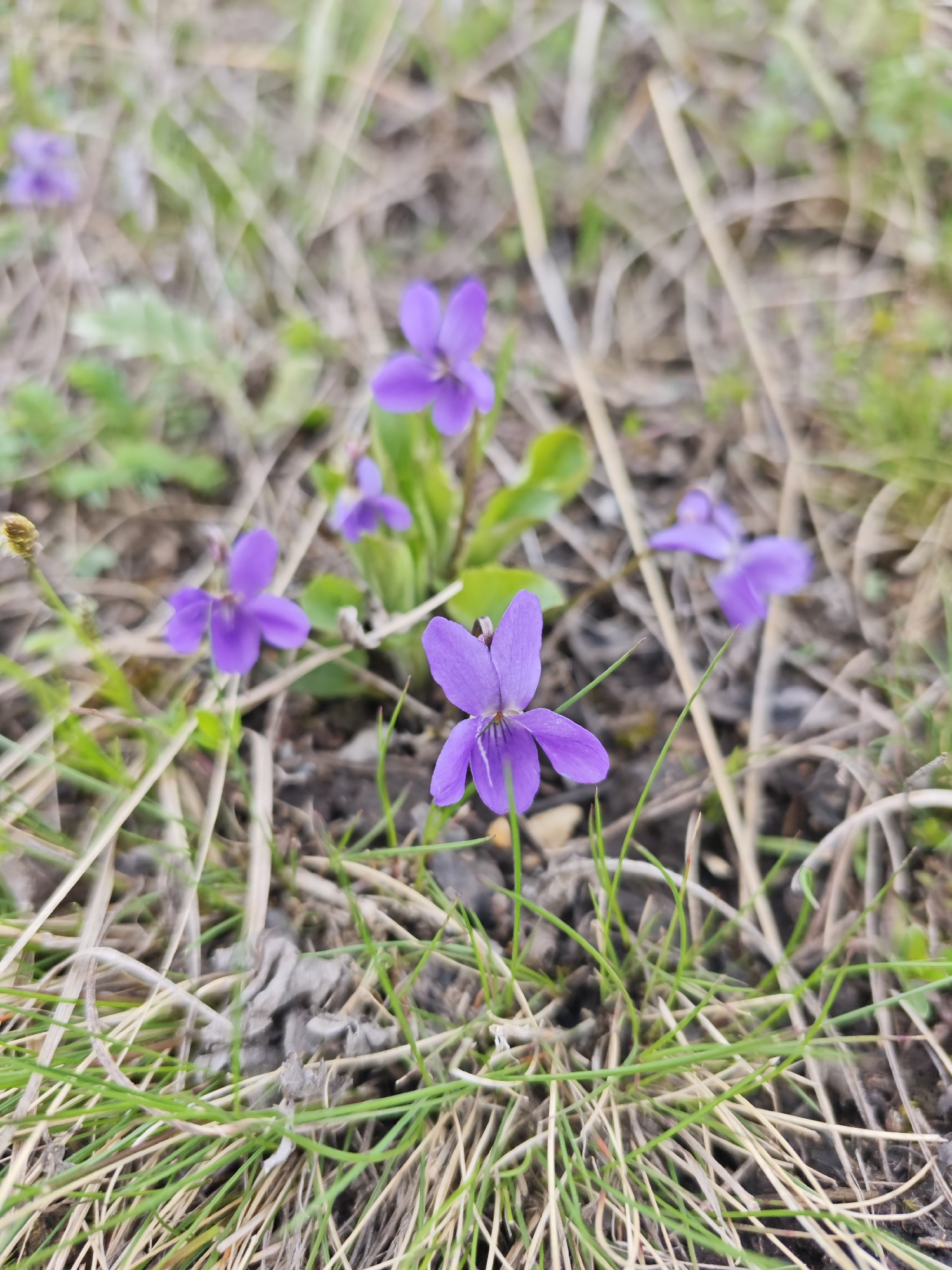 A close-up shot captures a patch of wild violets blooming in a grassy area, likely in the city of Etoka, Russia. The scene consists primarily of low-growing vegetation including the violet flowers with five purple petals, interspersed with both green and dried brown grasses. The ground is a mixture of soil and dead plant matter, suggesting a natural or minimally maintained environment. The focus is sharpest on a central violet flower, while others are slightly blurred, indicating a shallow depth of field. No people, animals, or man-made structures are visible.