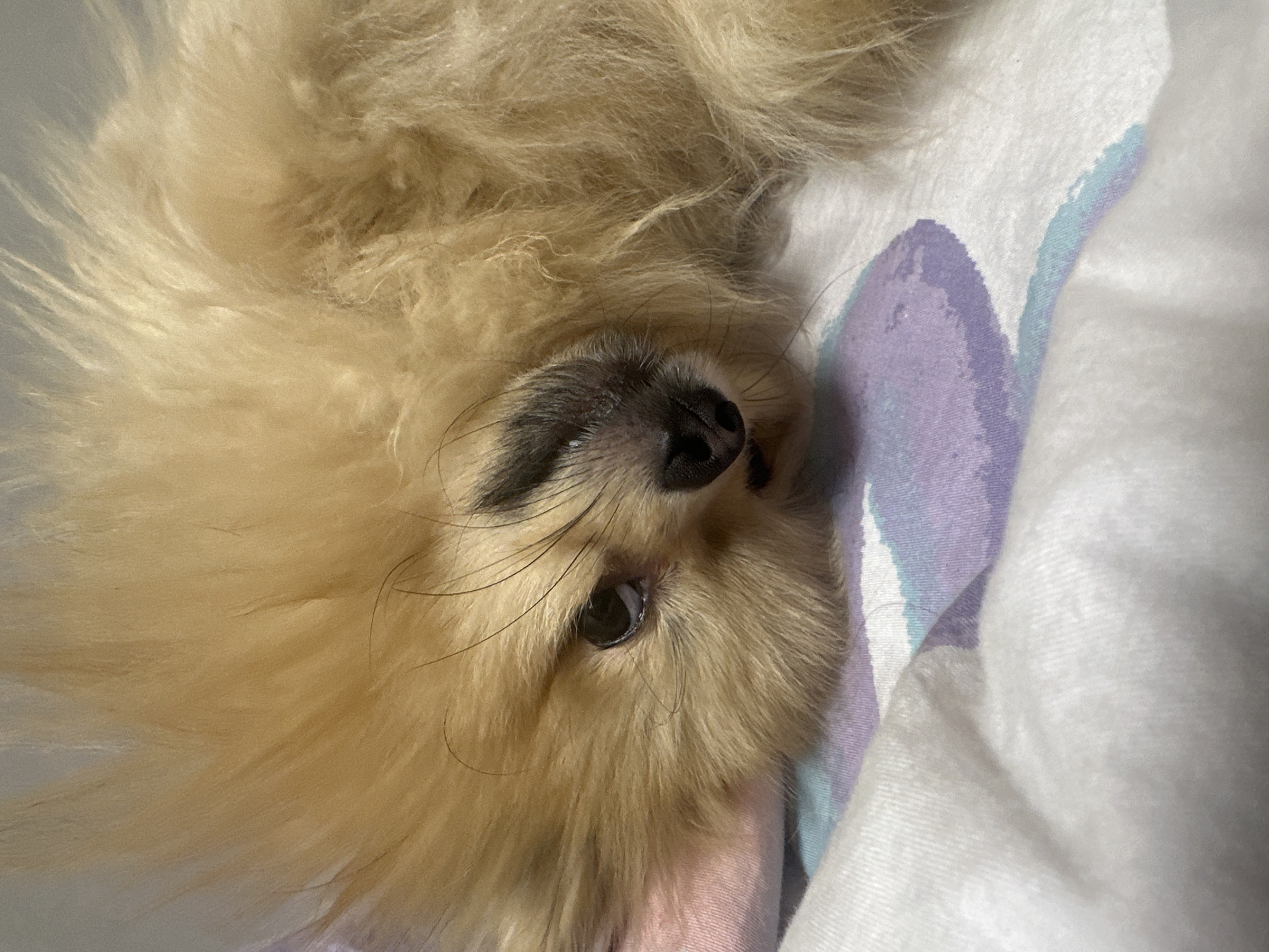 This image depicts an indoor scene within the city of Votkinsk, Russia. The primary subject is a small canine, likely a Pomeranian, characterized by voluminous, light brown to blonde fur. The animal is positioned on its side, resting on bedding. Its head is oriented such that its dark left eye, black nose, and a portion of its mouth are visible, facing slightly towards the viewer. Darker fur pigmentation is present around the muzzle area. The bedding consists of a white fabric layer with abstract patterns in shades of light purple, blue, and white, upon which the dog rests. A folded or bunched pink fabric is partially visible behind the dog's head, to the left. The background is out of focus and appears uniformly light-colored, consistent with an interior wall. No human subjects or direct interactions are visible in the frame.
