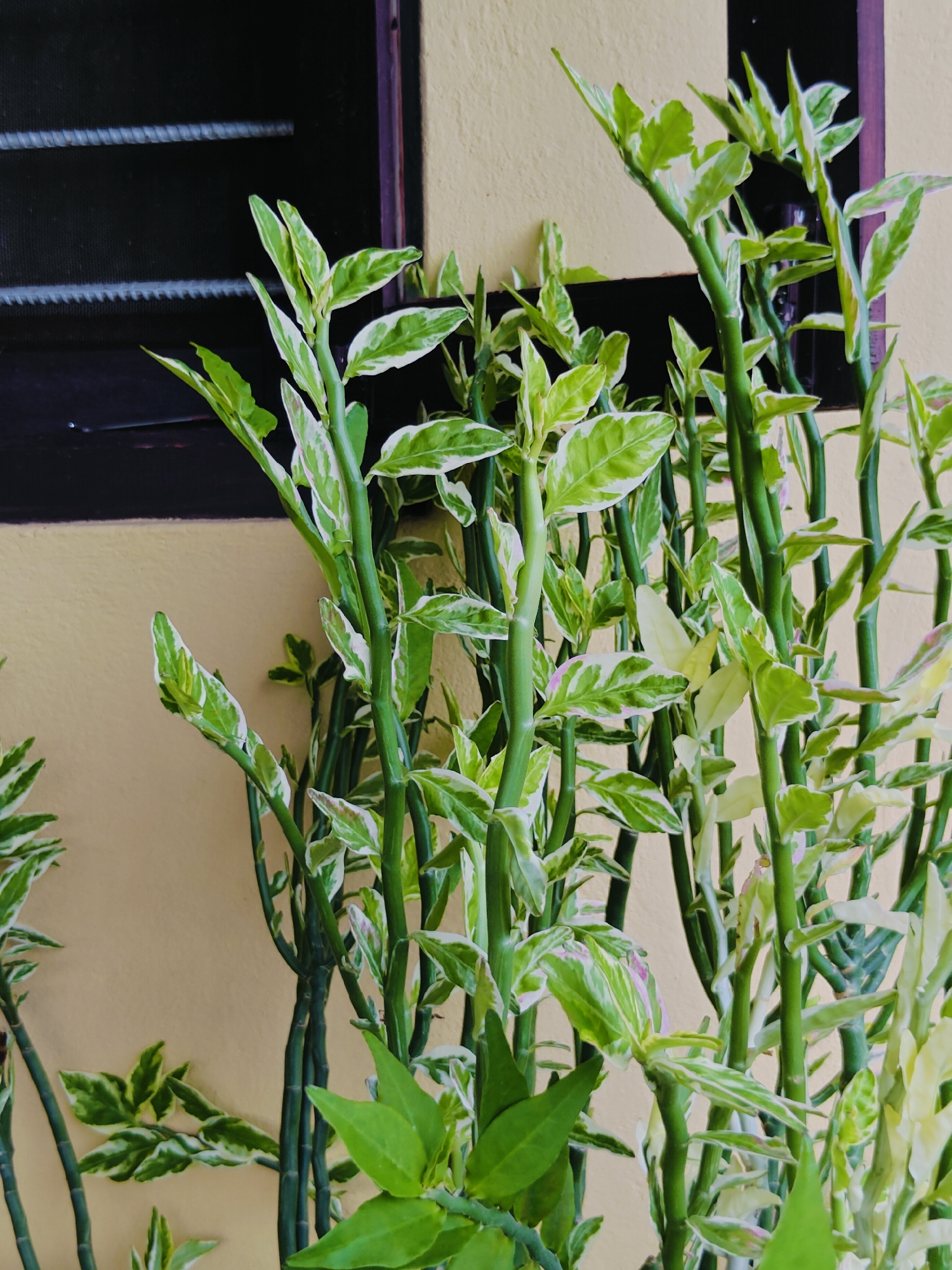In Pokhara, Nepal, a close-up shot captures a dense cluster of variegated Devil's Backbone plants (Euphorbia tithymaloides 'Variegata') against a pale yellow wall. The plants feature thick, succulent green stems and lance-shaped leaves with striking white and green variegation. Some leaves also exhibit a subtle pinkish hue. The stems are upright, branching out and creating a layered effect. To the left and slightly above the plants, a dark rectangular window frame is visible, with the horizontal bars of a grilled window showing through its dark glass. The lighting suggests it is daytime, with the sun illuminating the plants and casting soft shadows. The scene is devoid of any human presence.