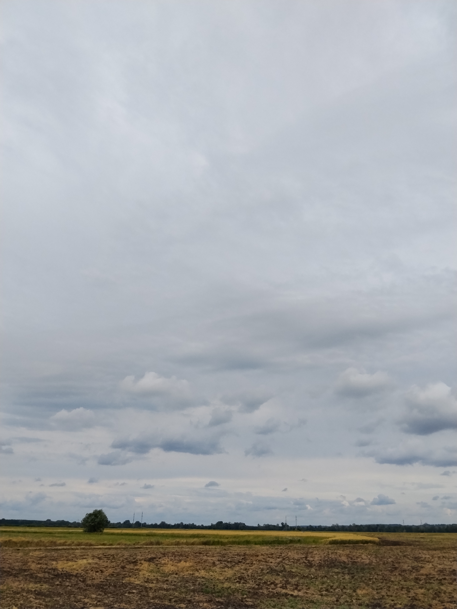 This image depicts an overcast sky over a rural landscape in the city of Ustyvytsya, Ukraine. The sky is filled with a variety of gray clouds, ranging from thin, wispy formations to thicker, more textured ones. Below the sky, a wide expanse of farmland stretches out. The foreground features a field that appears to have been recently plowed, with dark brown soil and some scattered vegetation. Beyond this, a strip of yellow and green crops is visible, possibly indicating a harvested or ripening field. In the middle ground, a solitary, dark green tree stands prominently against the horizon. Further in the distance, a line of trees forms a dark, irregular border, interspersed with what appear to be utility poles. The overall impression is one of a calm, natural setting under a cloudy sky. There are no people or animals visible in the scene.