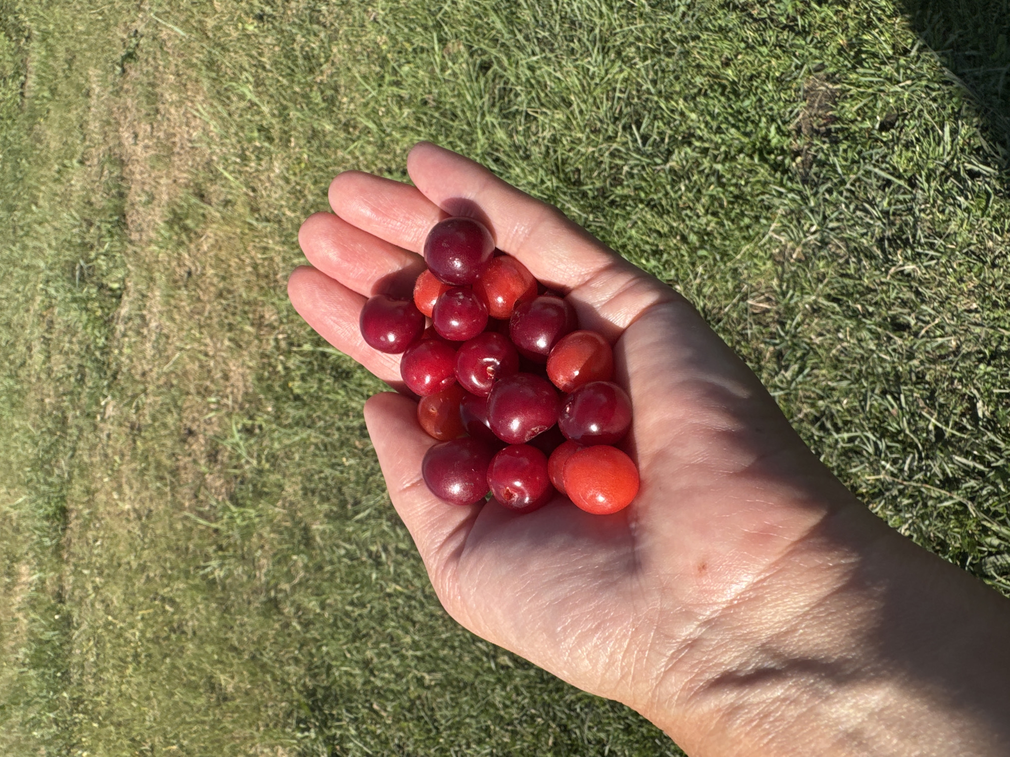 A person's left hand, with visible skin texture and a small brown mole on the wrist, holds a cluster of approximately 15 ripe cherries. The cherries vary in shade from bright red to deep crimson. The background is a grassy field under bright sunlight, casting shadows and creating a dappled light effect on the grass. The location is unspecified in the image itself, but the query mentions Солонешное, Russia.