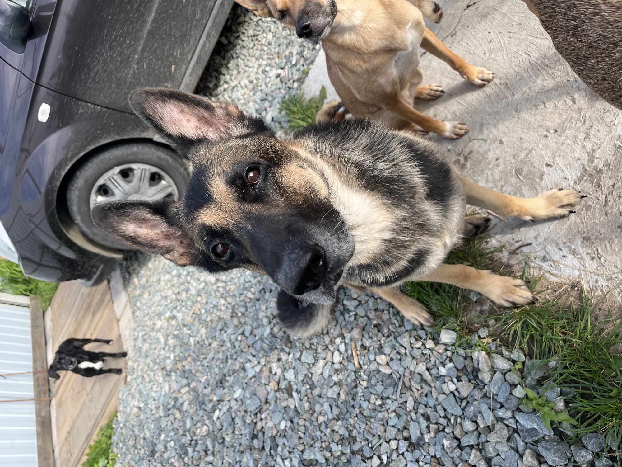 The image shows a group of dogs outdoors, likely in a yard or driveway. In the foreground, a German Shepherd-type dog is looking directly at the camera, with its head and shoulders visible. To the right and slightly behind it, a tan-colored dog is also visible, looking off to the side. In the background, a small black dog with a white chest marking is standing on a wooden platform next to a car. The ground is covered with gravel and some patches of grass. The scene appears to be in an unpaved area, possibly on the outskirts of a residential area or in a rural setting. There is no specific visual information in the image to indicate the location within the city of Nizhny Tagil, Russia.