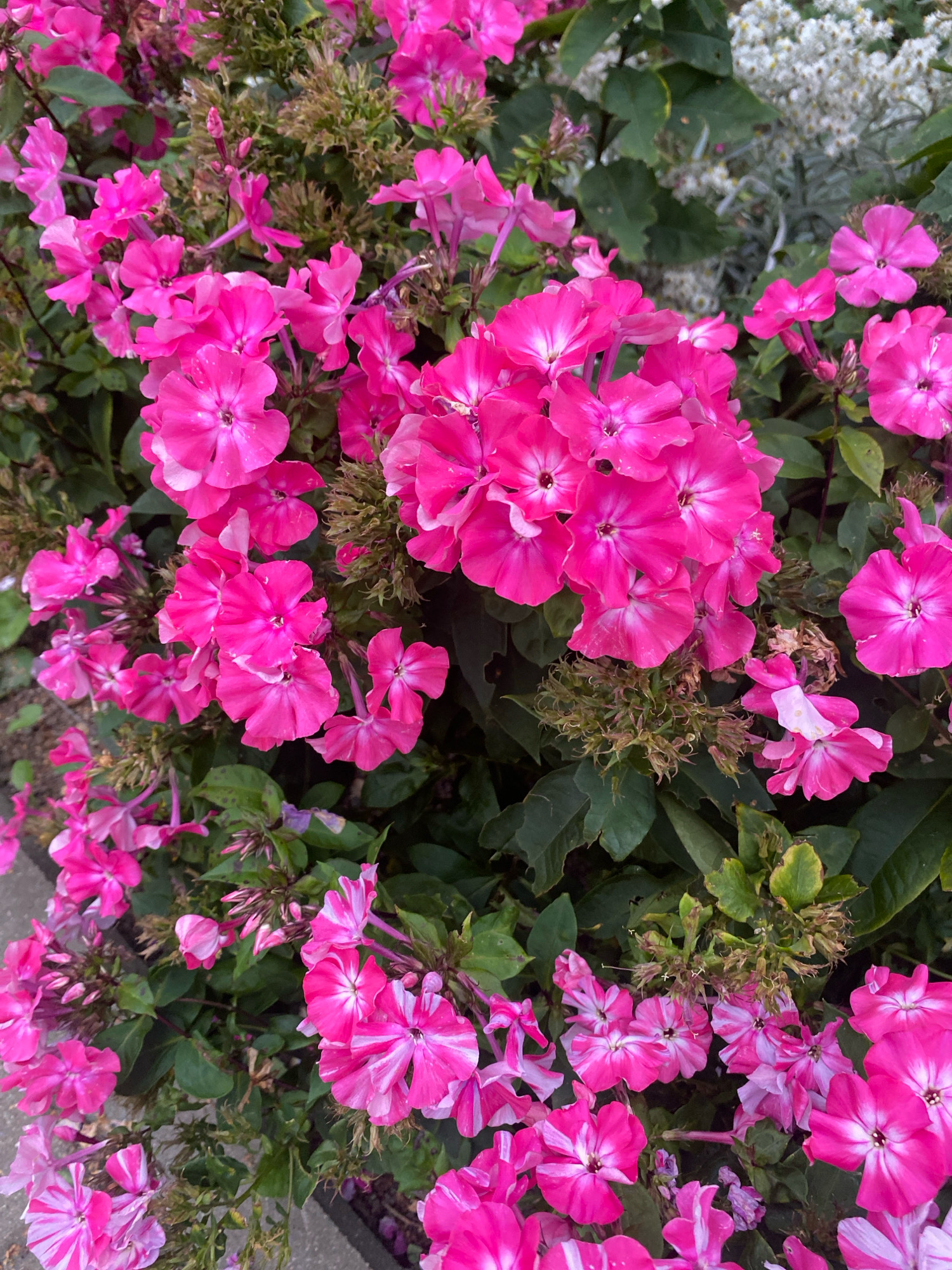 A close-up, eye-level shot displays a dense cluster of vibrant pink phlox flowers, some with white stripes, in a garden. The blooms, with their five-petaled, star-shaped form and dark centers, are the primary focus, filling most of the frame. Lush green leaves and some dried, brown seed heads are interspersed among the flowers, adding texture and depth. The background is softly blurred, with hints of lighter, white flowers and dark foliage, suggesting a natural, outdoor setting. The lighting is soft, casting gentle shadows and highlighting the rich colors of the petals. The image appears to be taken in a garden in Machulishchy, Belarus, likely during the blooming season.