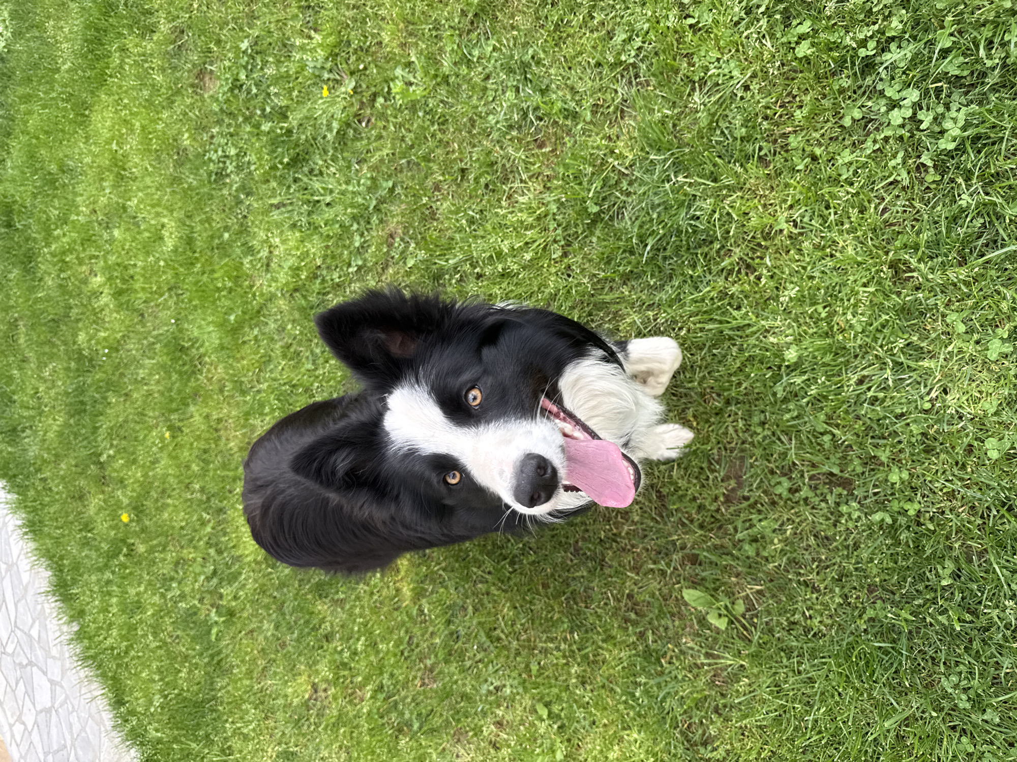 A black and white Border Collie dog sits on green grass. The dog is looking up at the camera with its mouth open and tongue out. The dog has white markings on its face, chest, and paws. The location is not identified.