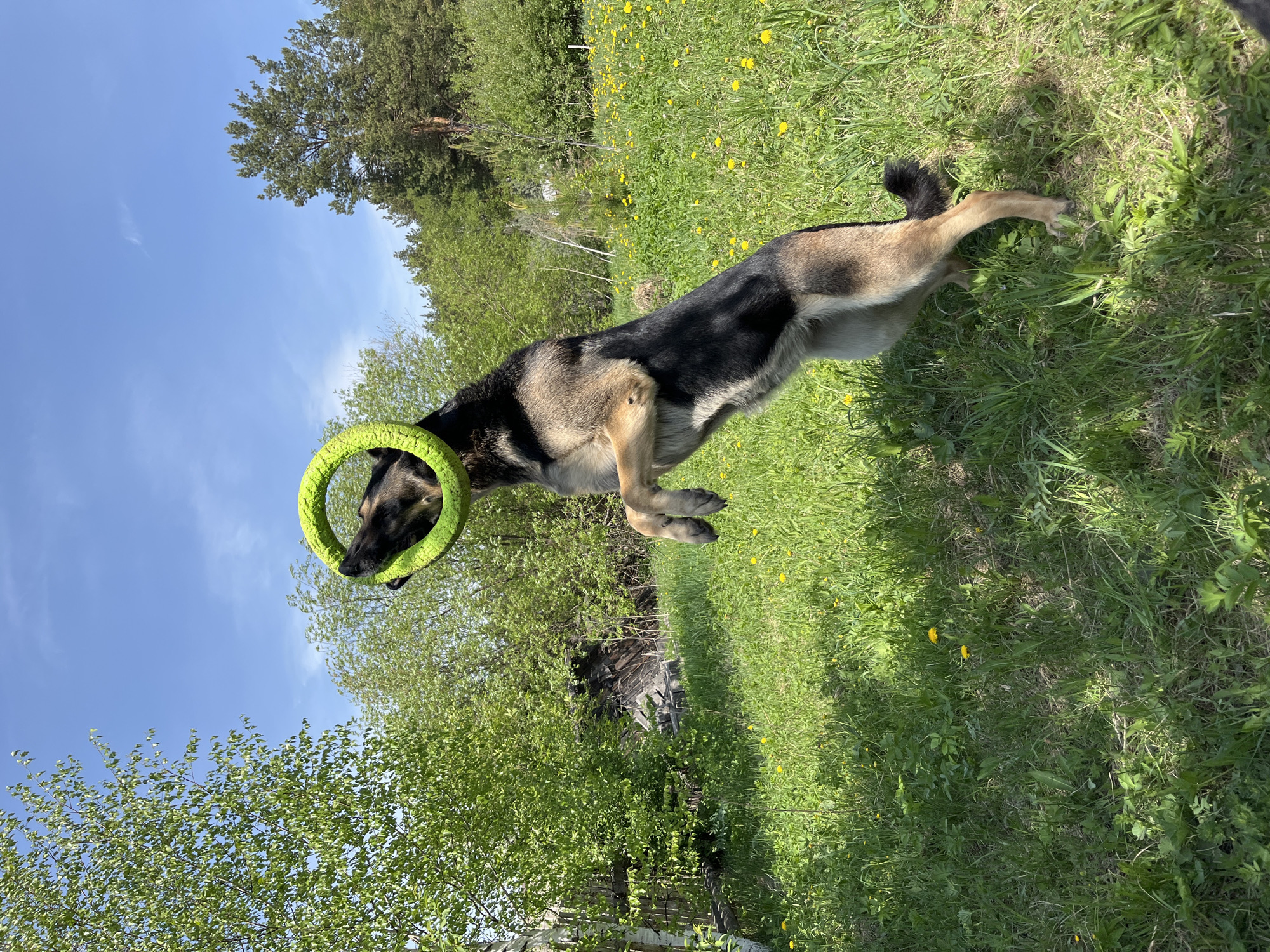 A medium-sized dog with black and tan fur is in mid-air, appearing to leap forward, with a bright green ring toy around its neck. The dog is positioned in a grassy field dotted with yellow flowers. In the background, there's a mix of trees and bushes, with a clear blue sky visible above the treeline. The location cannot be verified as Nizhny Tagil, Russia.