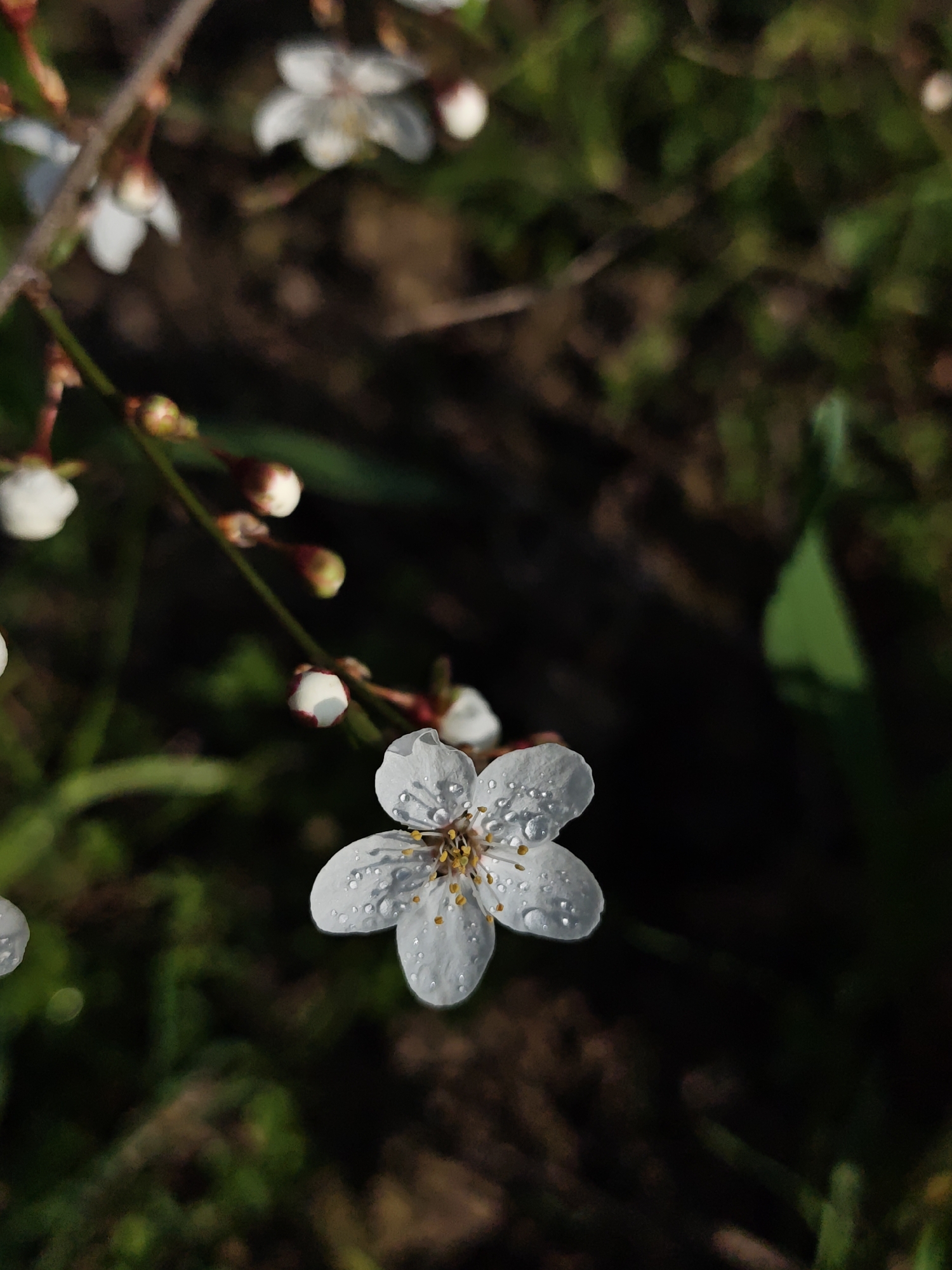 A close-up, full-frame, high-angle shot features a white flower with five petals, likely a plum blossom or similar spring bloom. The flower is adorned with numerous water droplets on its petals. At the flower's center are yellow stamens.
The flower is attached to a thin, brown twig that also bears several small, closed flower buds, some of which are white-tipped. The background is an out-of-focus mix of green and brown, suggesting foliage and possibly soil. The lighting indicates it is likely daytime.
The image appears to be taken in a natural outdoor setting. The information about Parkhomivka, Ukraine, is not evident within the visible context of the photograph.