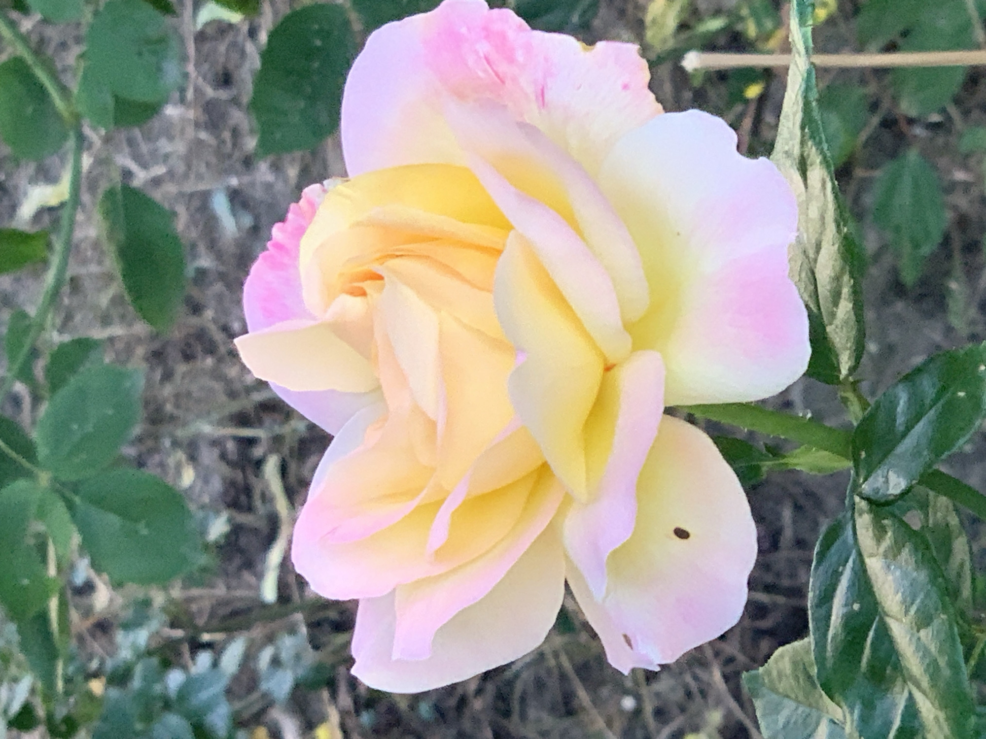 A single, delicate rose is the subject of this close-up, vertical, eye-level photograph. The rose is predominantly yellow in the center, transitioning to soft pink at the petal edges. The petals are layered and unfurling, with a few showing slight imperfections, such as a small dark spot on one of the lower petals. The rose is supported by a green stem, and green leaves are visible in the foreground and background, out of focus. The background consists of blurred greenery and soil, suggesting an outdoor garden setting. The lighting appears to be natural daylight, casting soft shadows and highlighting the rose's colors. No people or other subjects are present in the frame.