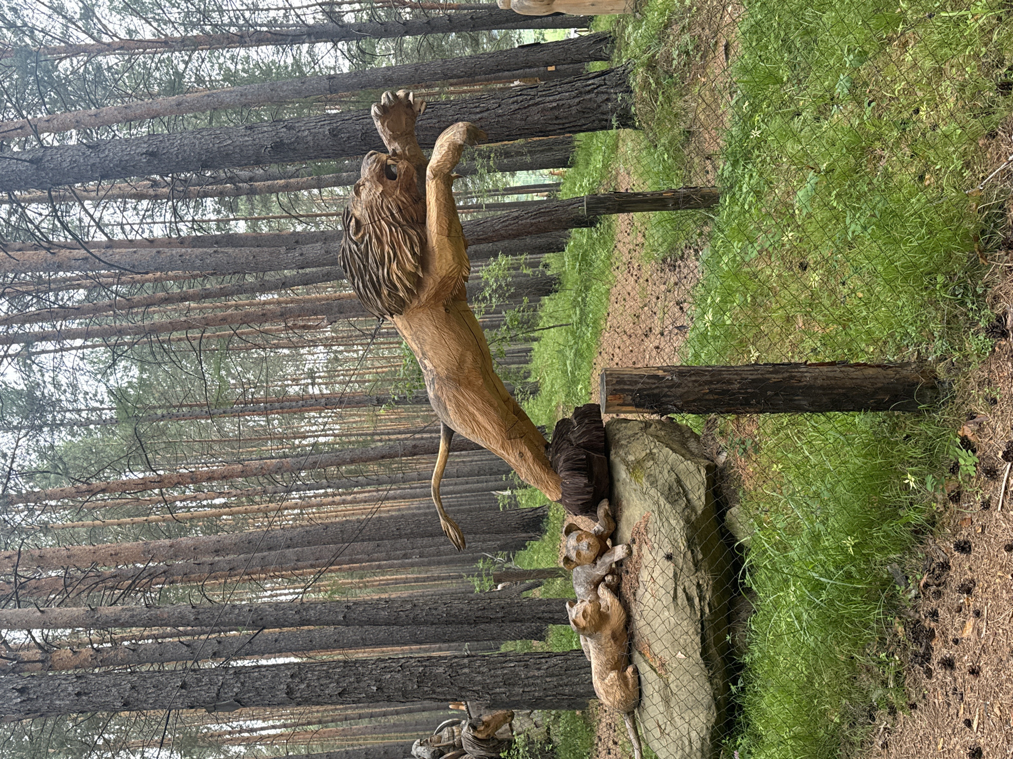 The image depicts a wooden sculpture of a lion in a forest setting. The lion sculpture is in mid-leap, with its paws extended, suggesting an aggressive or dynamic pose. Below the leaping lion, on a large rock, are two smaller wooden sculptures of lion cubs. One cub is lying down, while the other is in a crouching position. The sculptures are intricately carved, with visible details in the fur, manes, and facial features.
The environment is a dense forest, characterized by tall, slender pine trees with rough bark. The ground is covered with pine needles and scattered pine cones. Green grass and low-lying vegetation grow around the base of the trees and the rock. A wire mesh fence runs across the foreground of the image, with wooden posts supporting it. The lighting suggests an overcast day, with diffused light filtering through the trees. The overall scene appears to be an outdoor art installation or park, likely in a natural setting.
The location is identified as Savvateevka, Russia, though no specific landmarks within the city are visible to confirm this. The scene is serene and captures a moment of imagined action within a natural landscape.