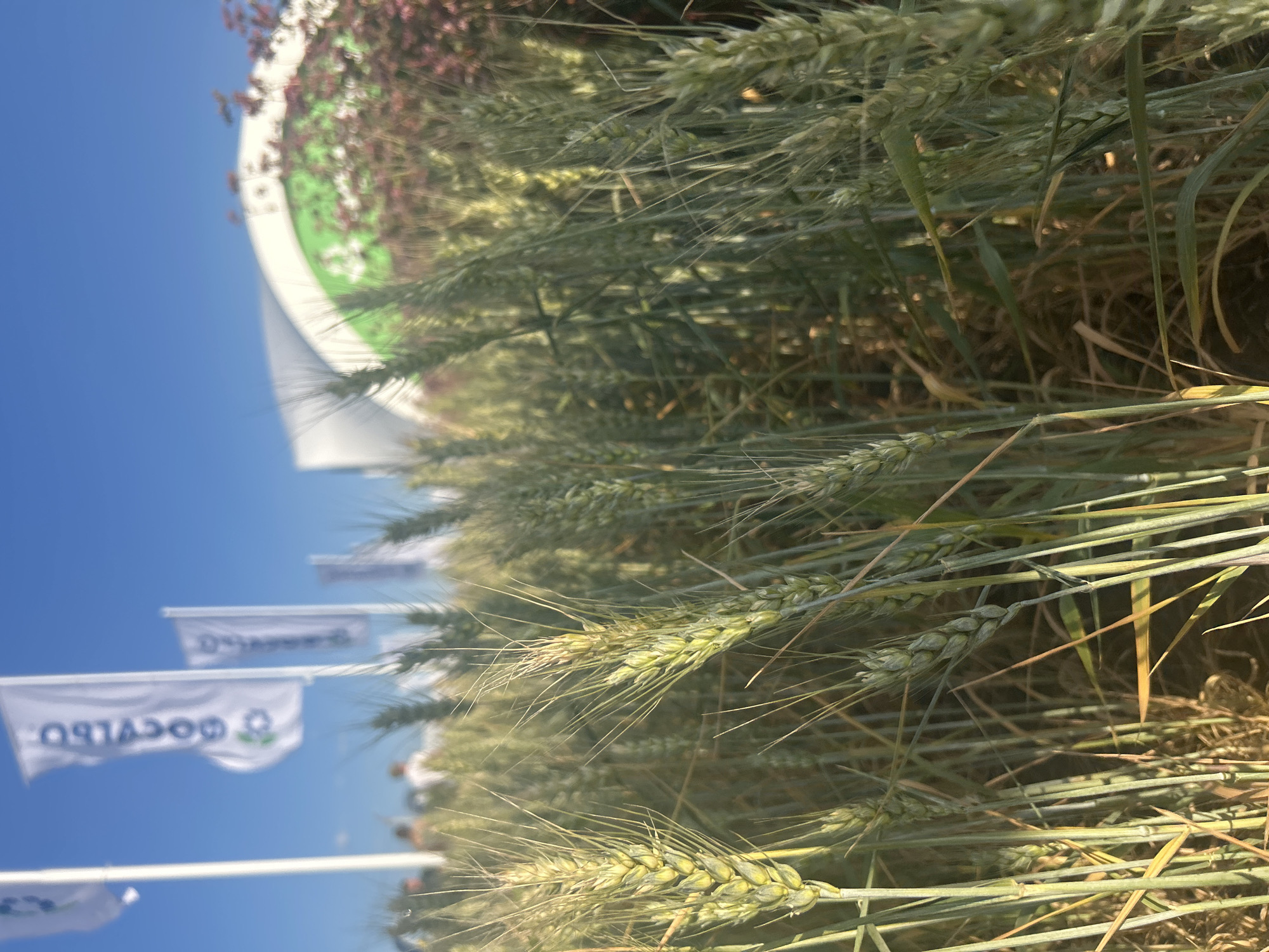 The image depicts a close-up view of wheat stalks in a field under a clear blue sky. In the background, several white flags with text and logos are visible, along with a large, curved structure that appears to be a building or tent with green and white branding. A few indistinct figures of people are visible in the distance, and some blurred reddish foliage is present. The focus is on the wheat, with some stalks in sharp focus and others blurred. The scene appears to be an outdoor agricultural event or exhibition, potentially in Prutskoy, Russia, given the context provided.