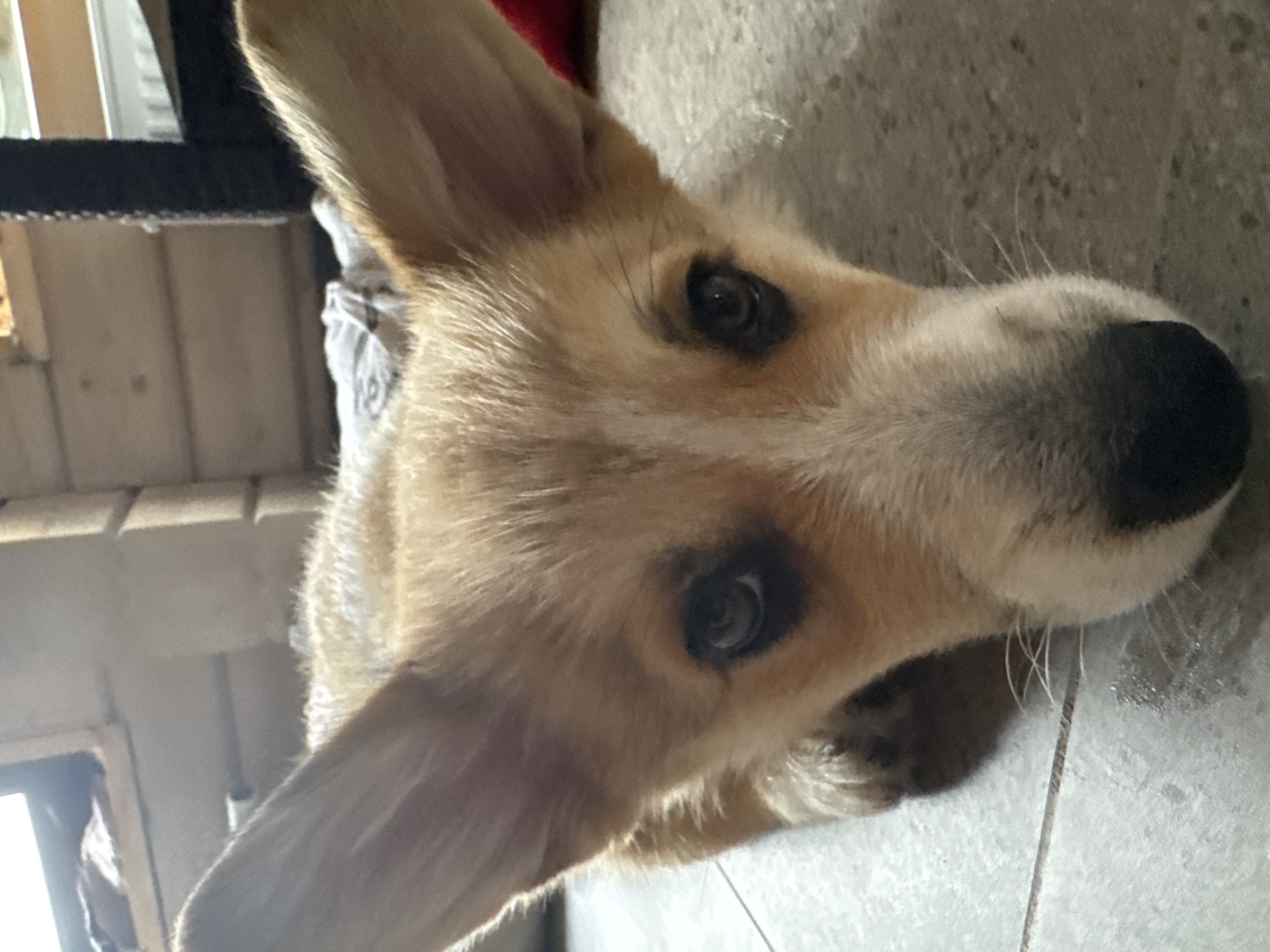 A close-up, low-angle shot shows the face of a young corgi puppy lying on a tiled floor. The puppy's large ears are prominent, and its head is tilted slightly forward, with its nose nearing the bottom edge of the frame. The puppy has light brown and white fur, with dark eyes and a black nose. In the background, a wooden wall and a window are visible, suggesting an indoor setting. There is no visible indication of the city of Ignatovo, Russia. The image appears to be a candid snapshot rather than a staged scene.