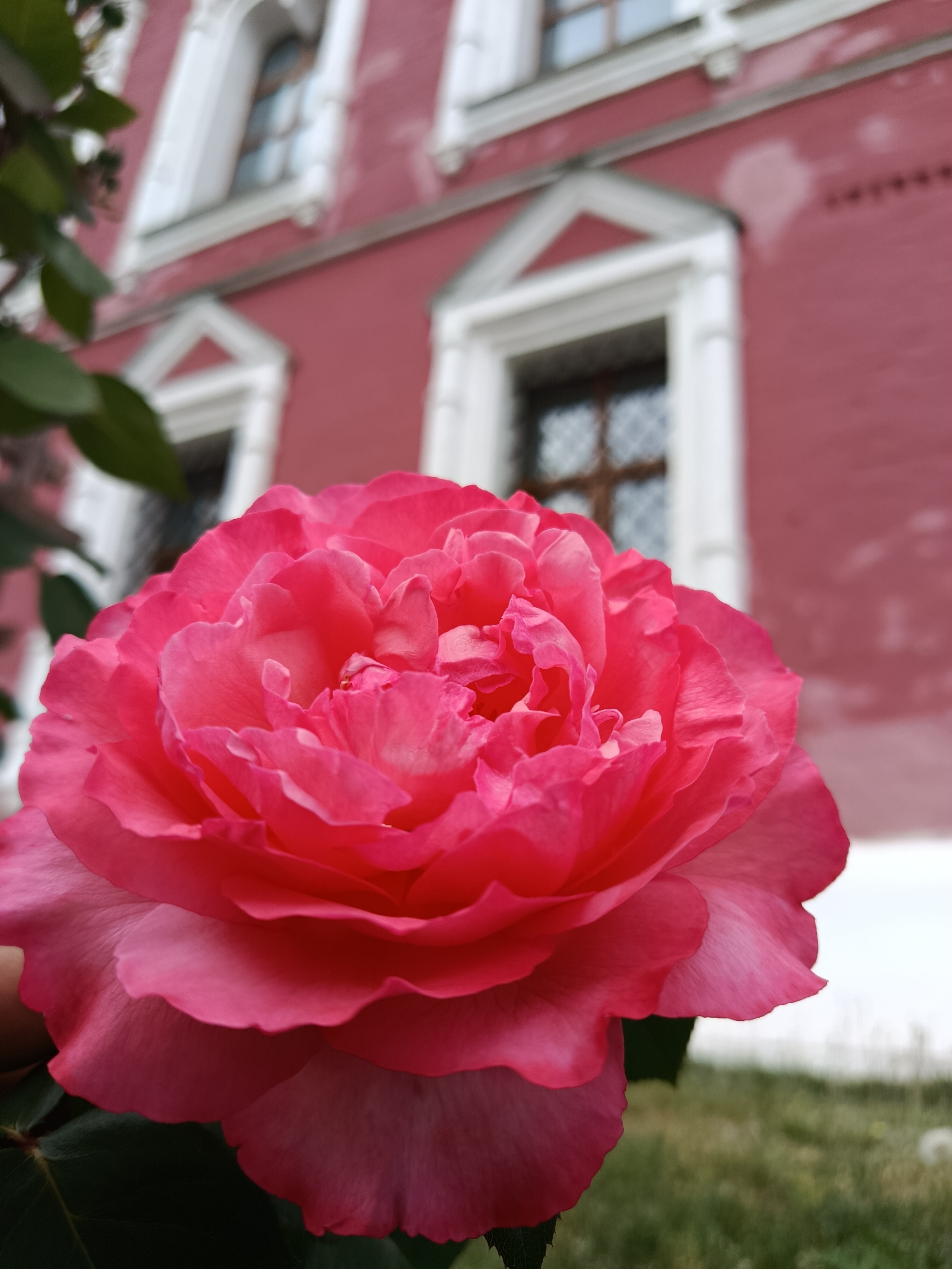 A close-up, low-angle shot features a vibrant pink rose in full bloom, its layered petals soft and delicate. The rose is positioned in the foreground, with a blurred background of a red building featuring white architectural details, including arched windows with dark panes. Green leaves are visible on the left side of the frame, and a patch of green grass is present at the bottom right. The overall setting suggests an outdoor scene, possibly a garden or courtyard, in a location that could be the city of Radovitsy, Russia, given the architectural style. The lighting is natural and diffused, creating soft shadows and highlighting the texture of the rose petals. No people or animals are present in the image.