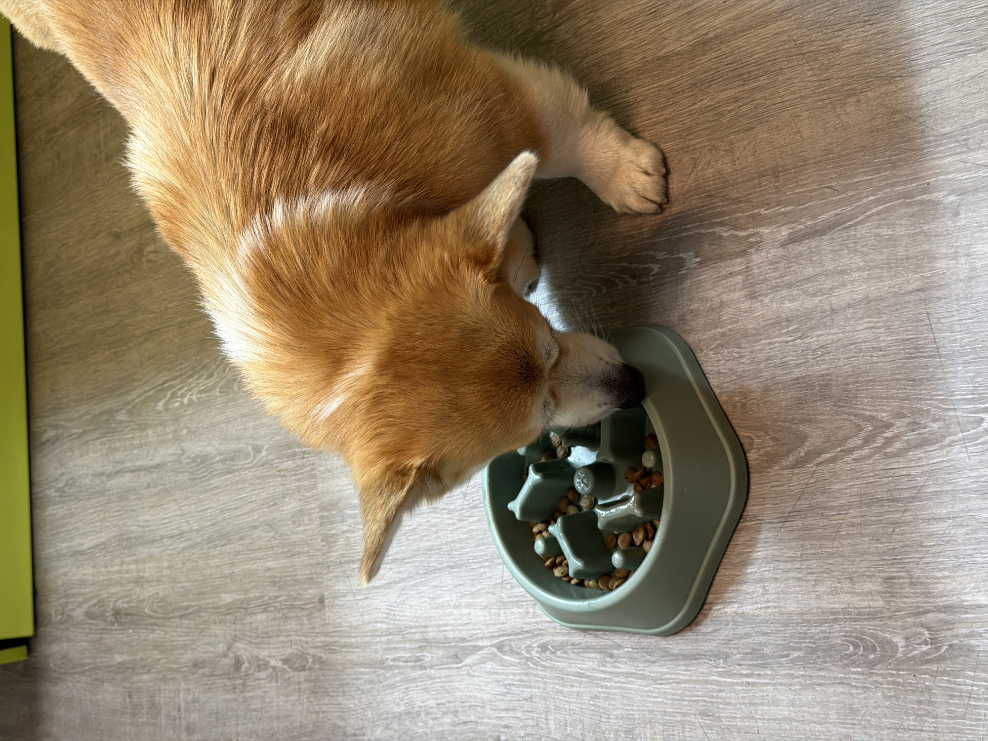A corgi dog is eating from a green, octagon-shaped slow feeder bowl filled with dry dog food. The scene takes place on a wood-look flooring, likely indoors. A green wall or cabinet is visible on the left side of the image. The location in Chaikovsky, Russia is not knowable from the image.
