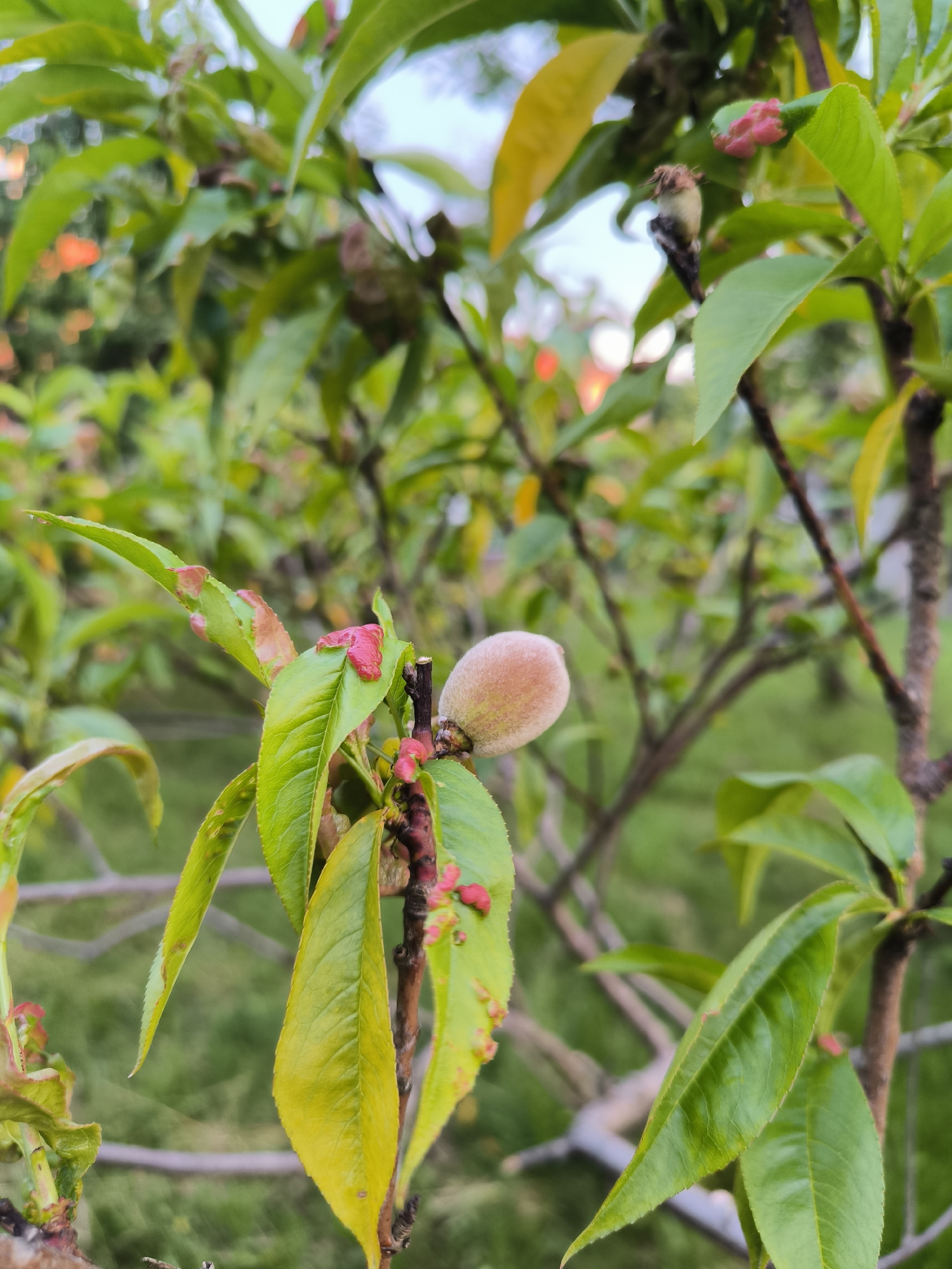 A close-up, vertical image depicts a branch of a fruit-bearing plant, identified as a peach or nectarine tree, located in Laskino, Russia. The central subject is a single, immature, ovoid fruit, light greenish-pink and covered in fine trichomes (fuzz), attached to a slender stem in the mid-right. The branch is laden with elongated, lanceolate green leaves. Multiple leaves, particularly in the mid-left and upper right, display distinct reddish-pink, puckered, and blistered deformities, characteristic of *Taphrina deformans* (peach leaf curl). Some leaves also show signs of chlorosis, exhibiting a yellowish hue. A single withered floral remnant is visible on a stem in the upper right. The background is rendered with a shallow depth of field, presenting a blurred arrangement of green foliage and a lighter sky, confirming an outdoor, natural environment. No human or animal subjects are present in the frame.