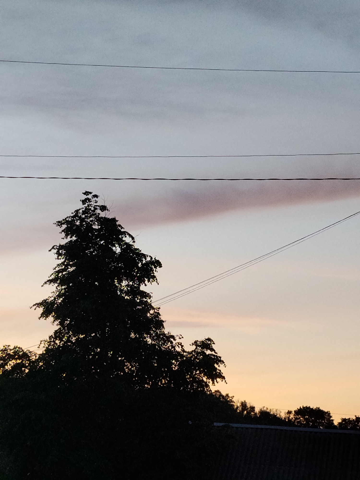 The image captures a serene outdoor scene at either dawn or dusk in Ustyvytsia, Ukraine. The sky, occupying the majority of the frame, displays a subtle gradient of colors, transitioning from a soft grey-blue at the top to gentle peach and pale orange hues closer to the horizon. A prominent horizontal band of reddish-pink light or cloud stretches across the mid-right portion of the sky, adding a striking detail to the atmospheric conditions.
Several dark, thin power lines traverse the sky; three are distinctly horizontal across the upper half, and another set of two thinner lines runs diagonally from the mid-right down towards the bottom right corner.
In the foreground, a large, dark silhouette of a dense deciduous tree dominates the left and central parts of the lower frame. Its branches and leaves are intricately visible against the lighter sky, with some edges illuminated by the low sun, creating a subtle backlight effect. Below this main tree, additional dark tree lines and foliage are visible along the horizon, extending across the bottom of the image. The textured roof of a building, appearing dark and ridged, is partially visible at the very bottom right corner.
No people or discernible activities are depicted. The overall impression is one of quiet natural beauty at a transitional time of day. There is no visible text in the image.