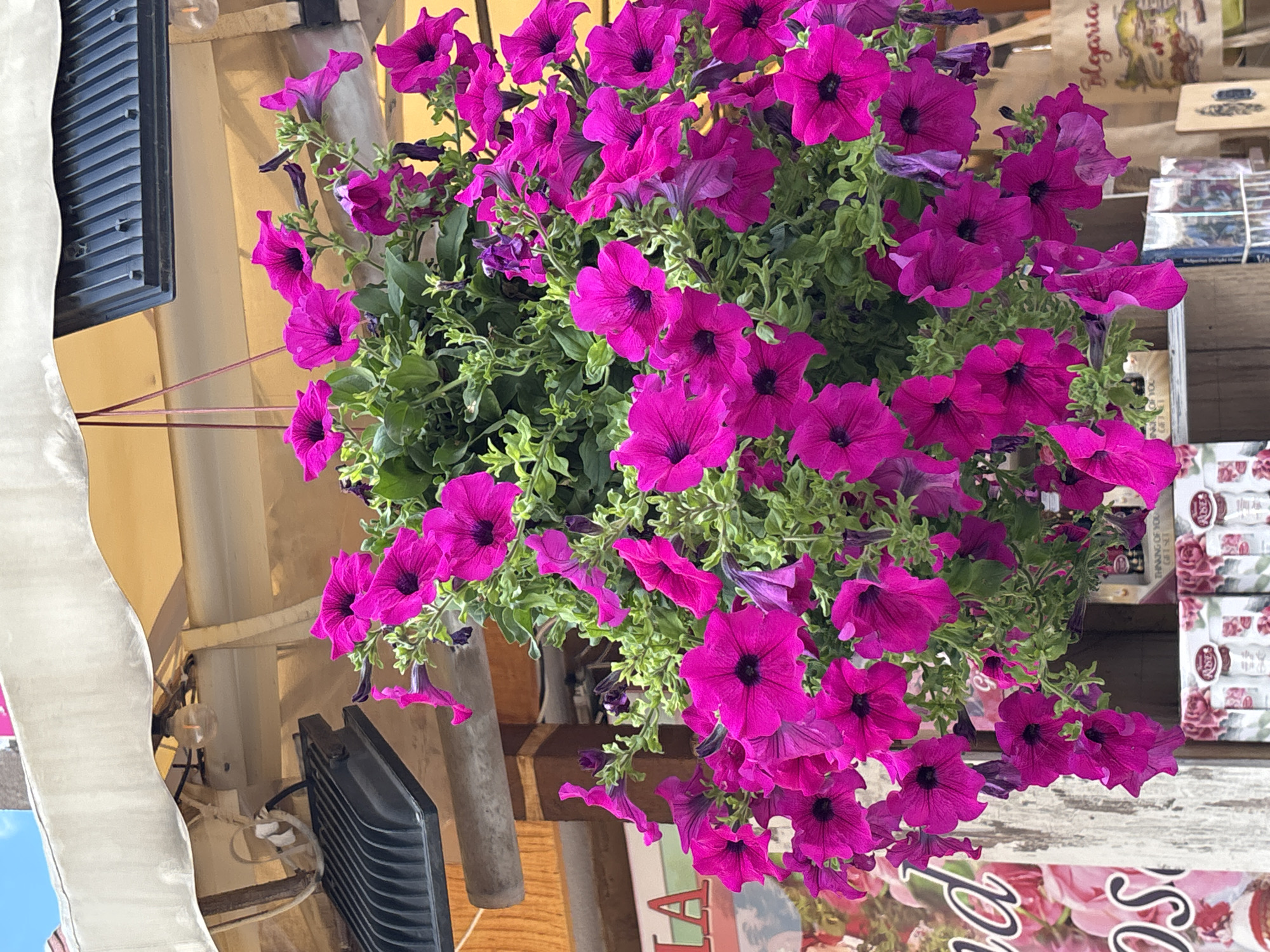 This is a close-up, eye-level shot of a hanging basket filled with vibrant magenta petunias. The flowers are the primary subject, with their large, trumpet-shaped blooms and deep purple centers dominating the frame. Green foliage provides a lush backdrop. The flowers are densely packed, with some petals slightly wilted, suggesting a warm or sunny environment.
In the background, hints of a market or shop setting are visible. To the left, a white, draped fabric hangs down, partially obscuring a dark, slatted object that resembles a window blind or vent. Behind the flowers, a light yellow wall is visible. Further to the right, shelves are stacked with various items, including what appear to be boxes of soaps or small gifts, some featuring floral designs and text. One box displays the text "Bulgaria." Another section of the background shows a wooden structure and a bit of advertising or signage with text that is partially obscured but includes the word "La".
The lighting suggests it is daytime, likely sunny, given the bright colors and the way light interacts with the petals. There are no people visible in the image. The overall impression is one of natural beauty set against a commercial backdrop, possibly indicating an outdoor stall or a shop with a decorative display. The scene evokes a sense of cheerful abundance and a summer day.